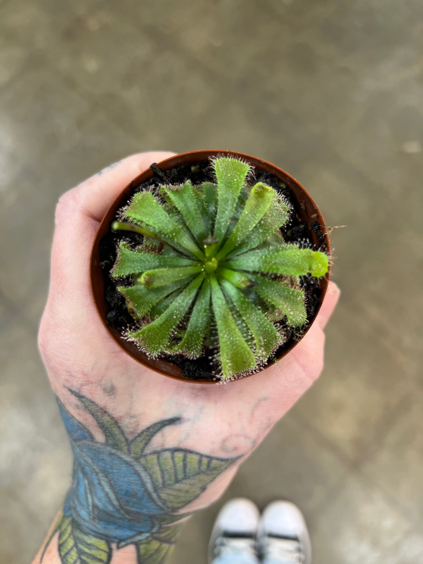 Drosera Aliciae