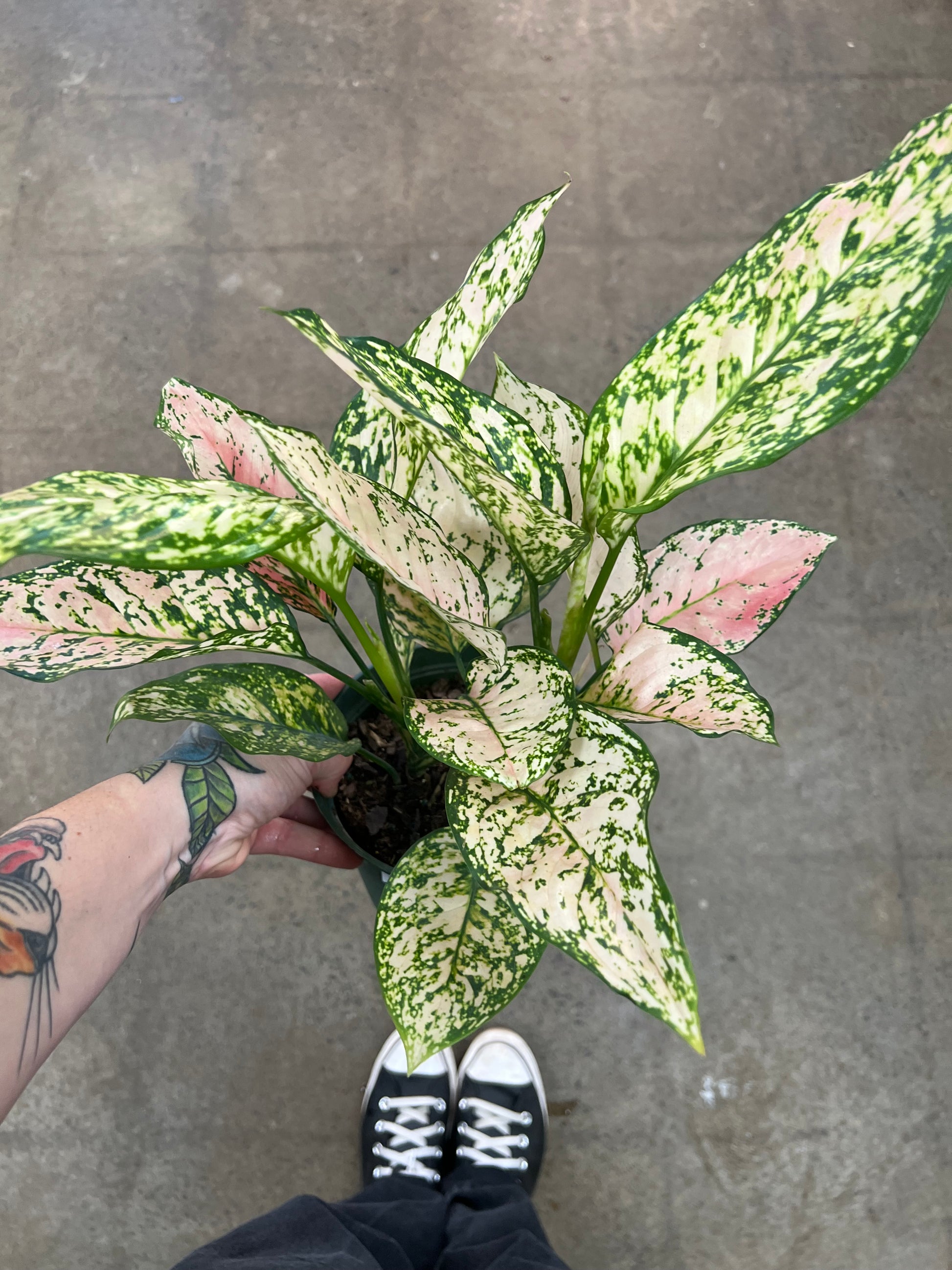 aglaonema etta rose 6 Aglaonema Etta Rose – jungleroseinc