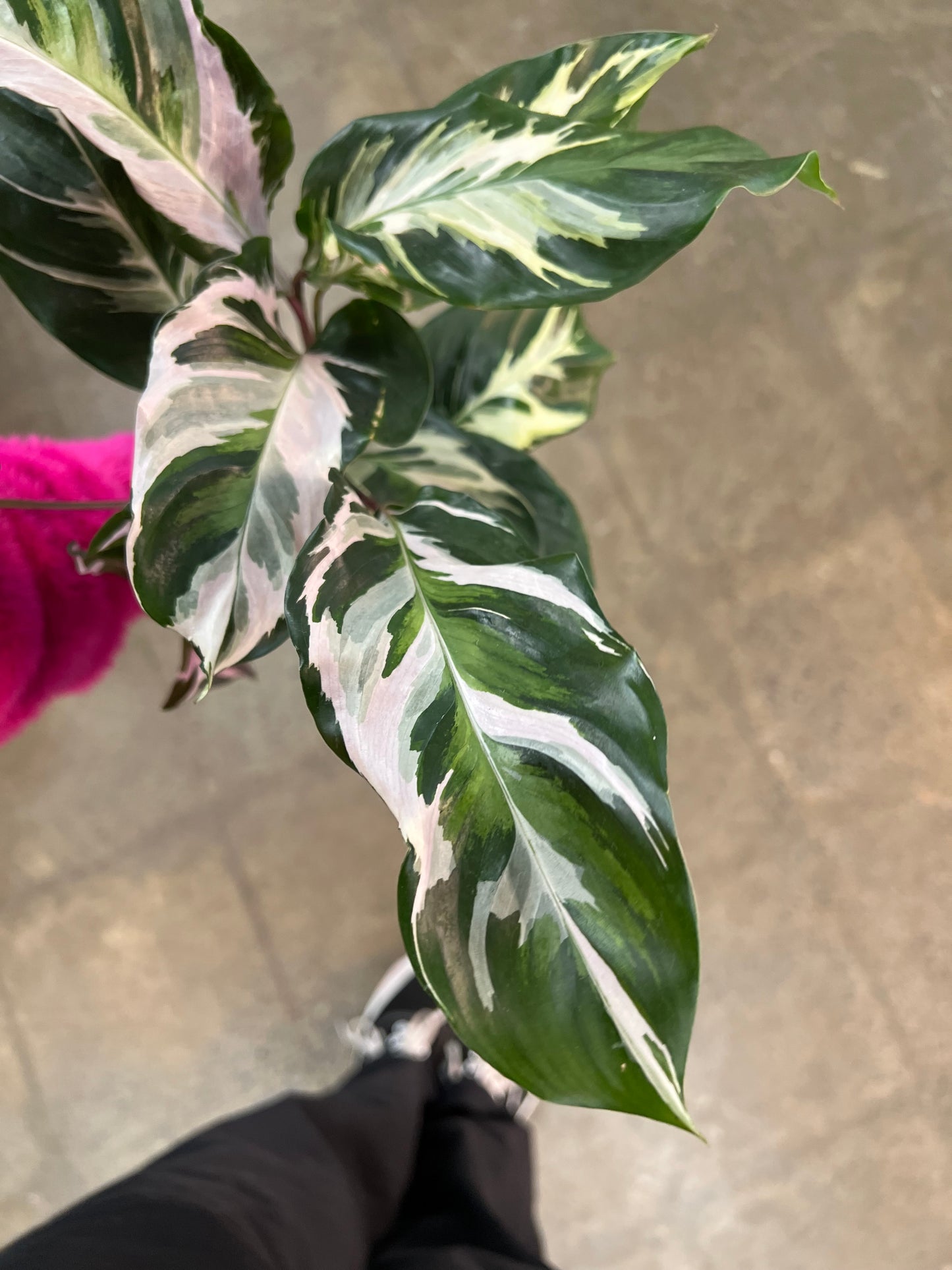 Calathea Stella