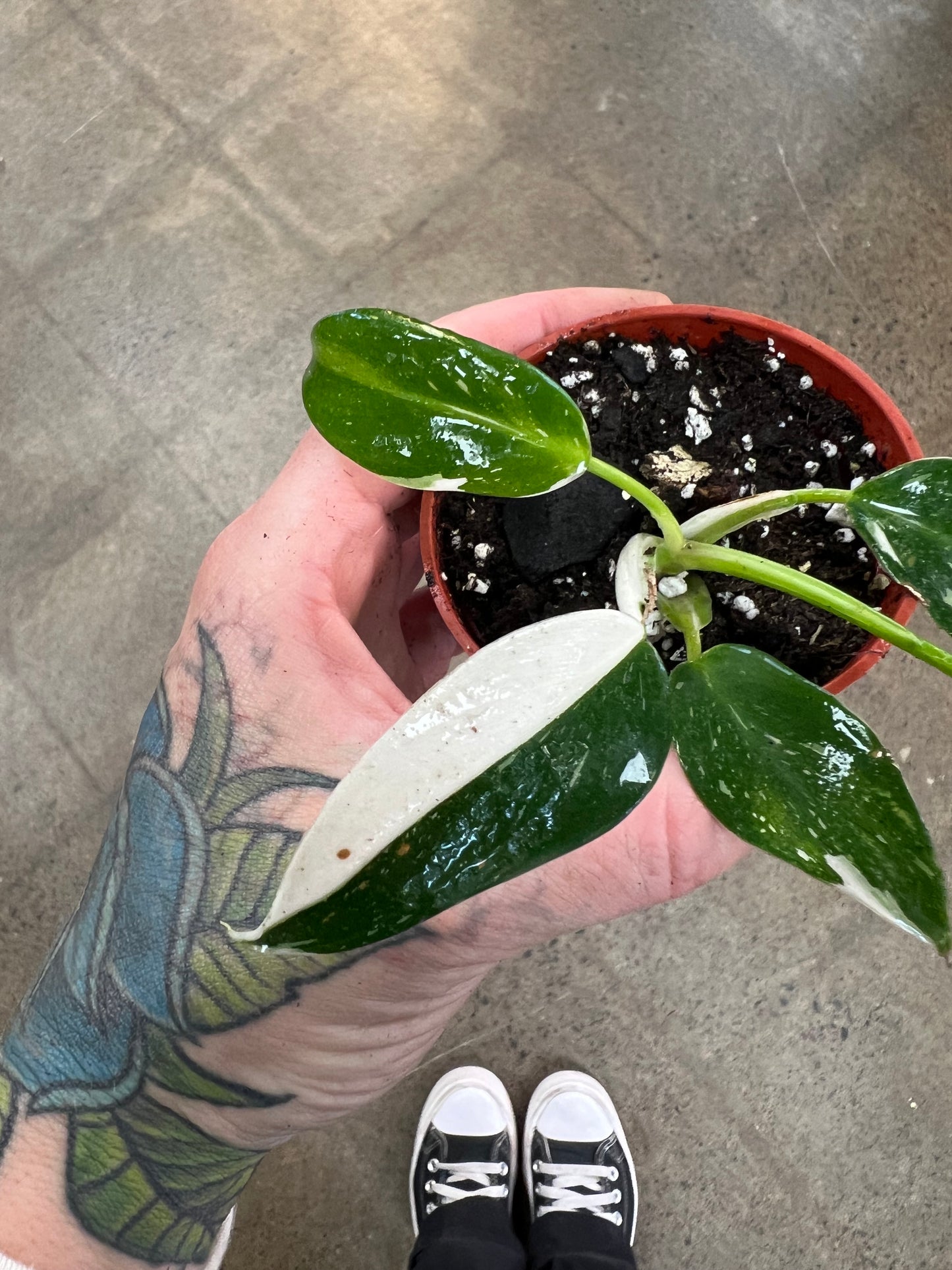 Philodendron White Wizard