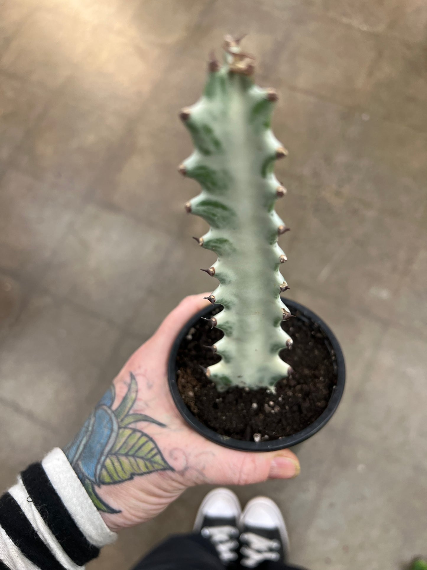 Euphorbia Ghost