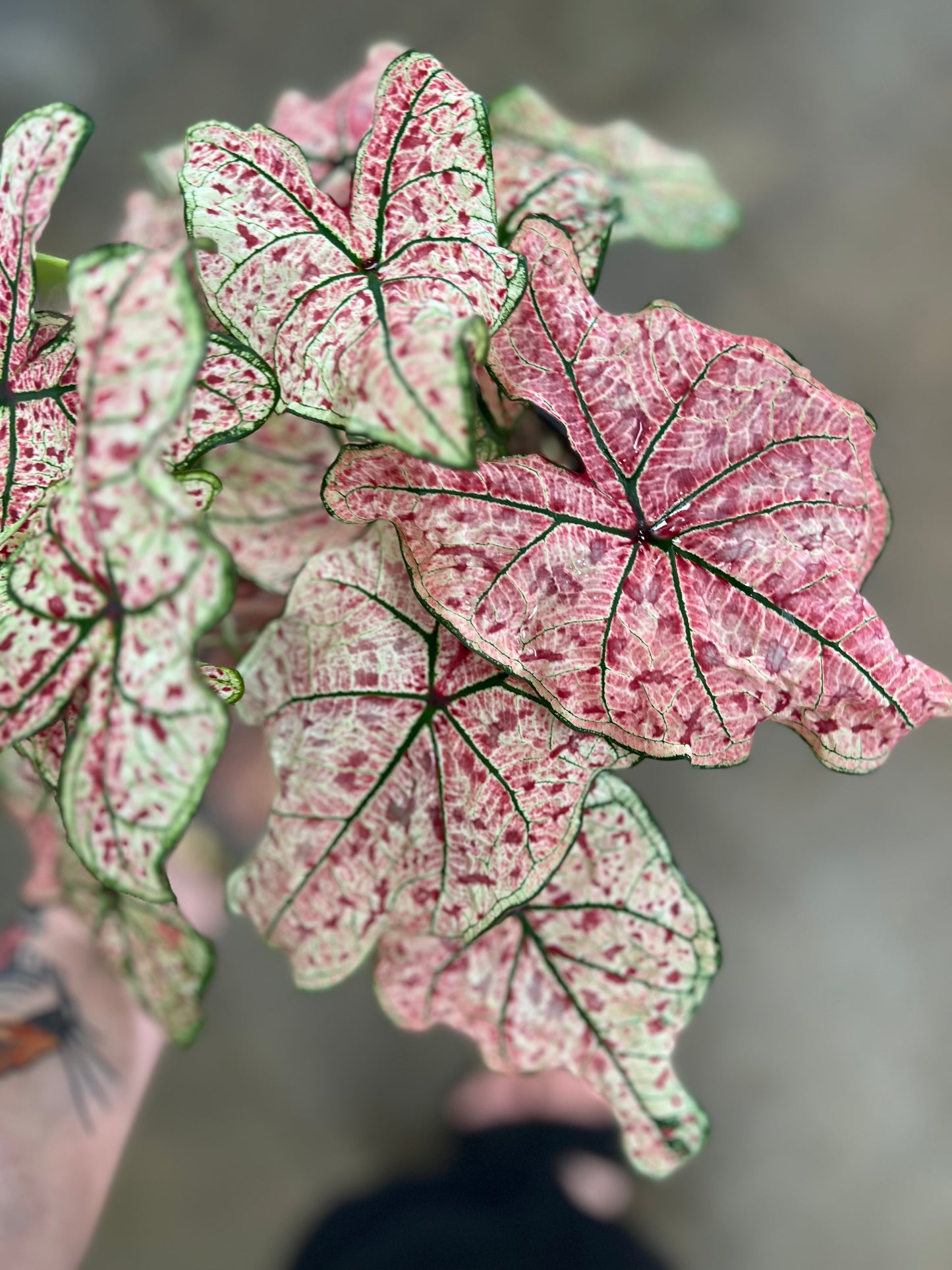 Caladium Hortulatum Asst.