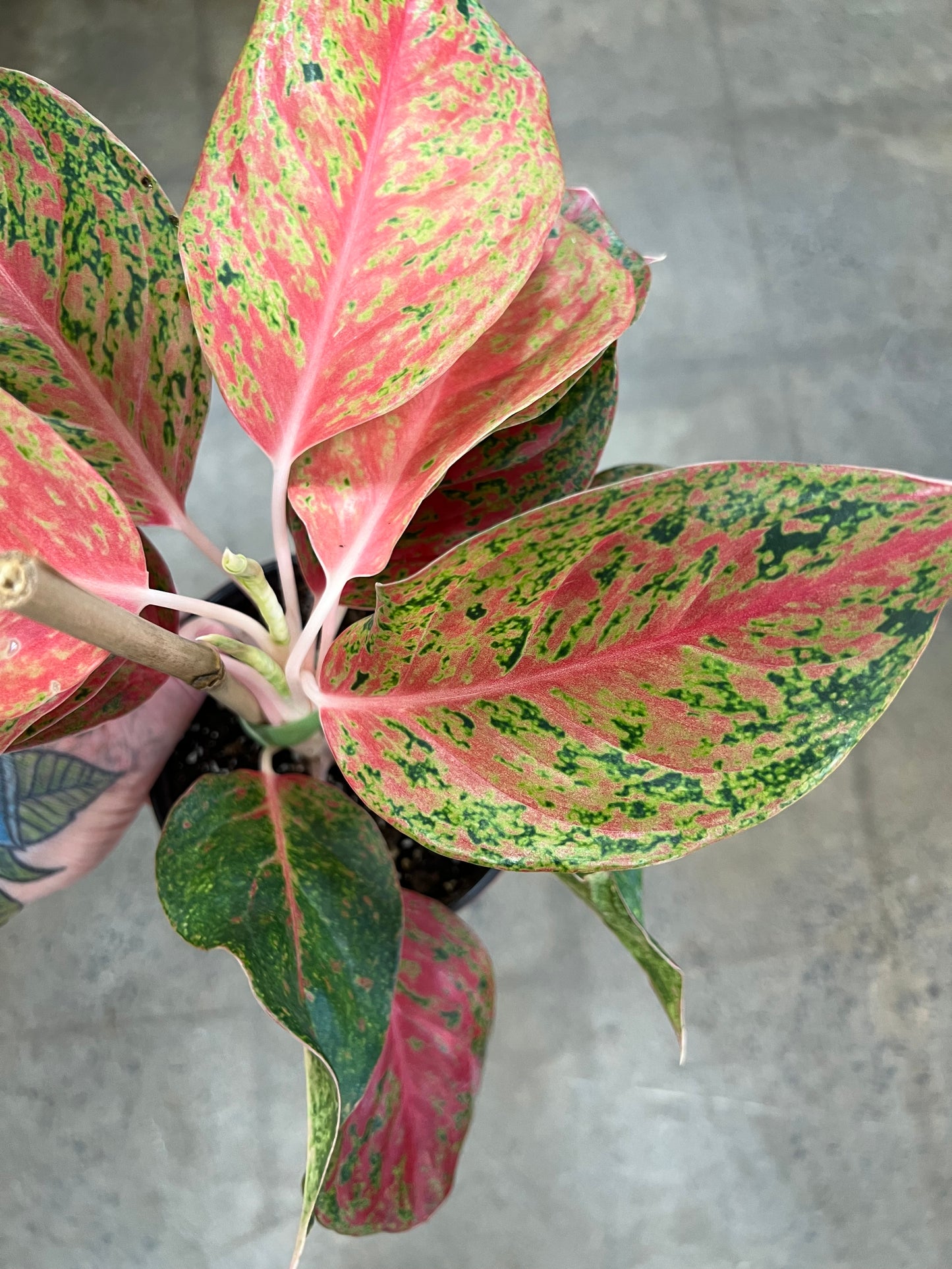 Aglaonema Red Moon