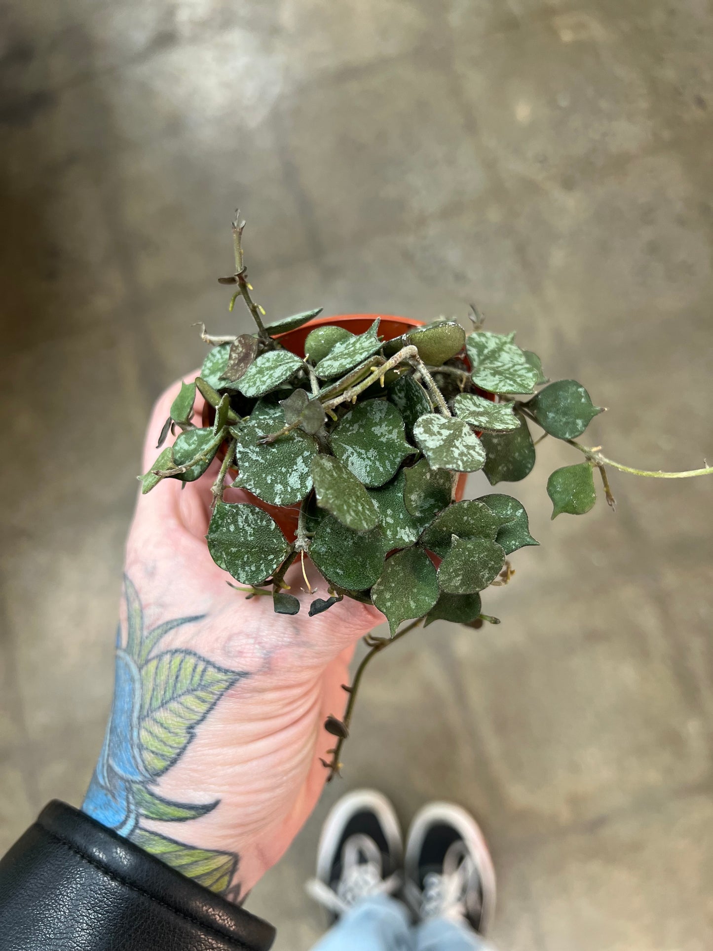 Hoya curtisii