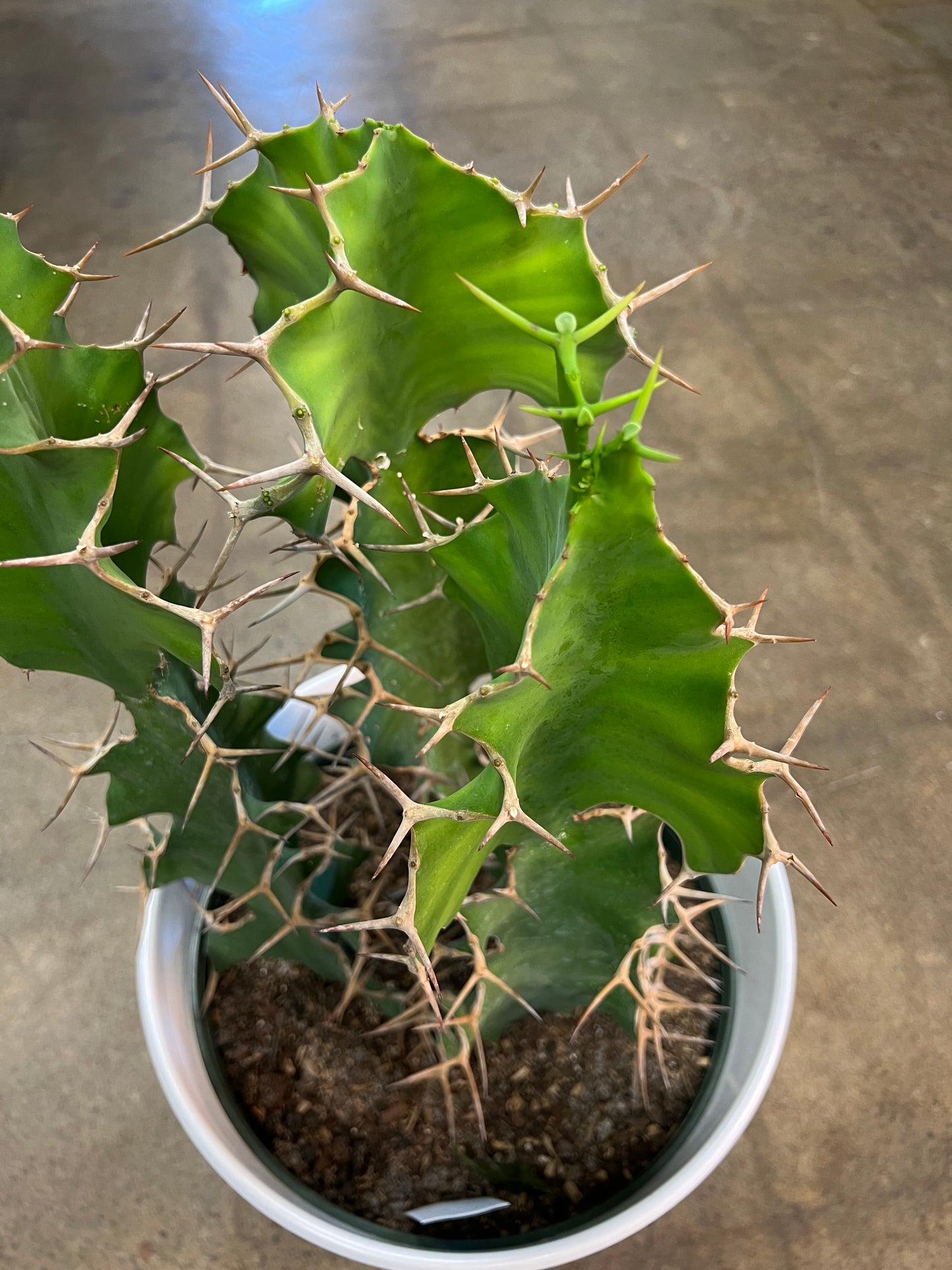 Cactus Euphorbia