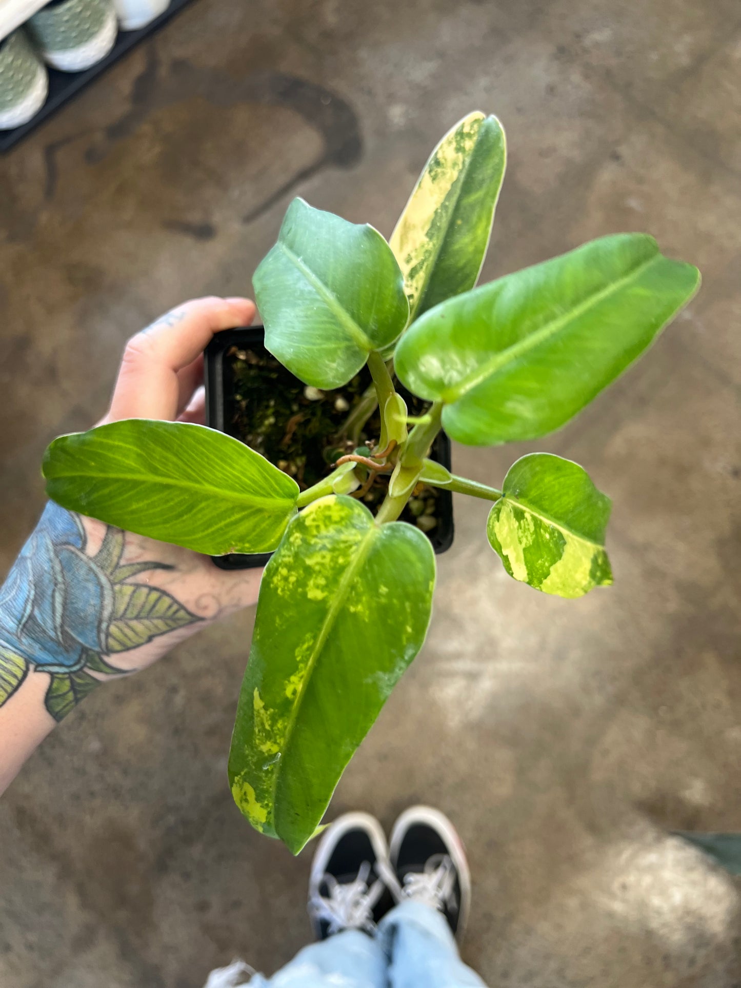 Philodendron Domesticum