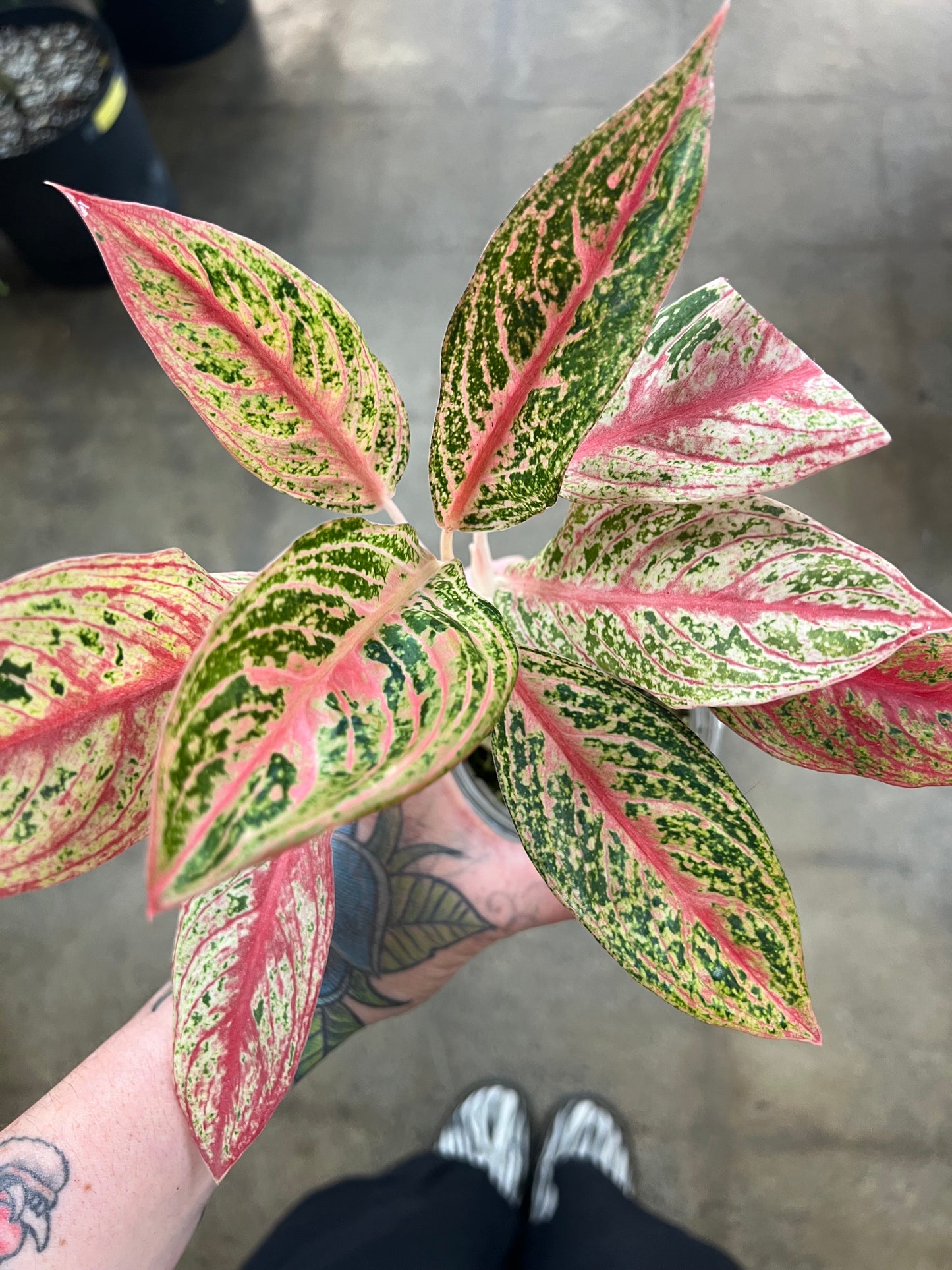 Aglaonema Red Legacy Hybrid