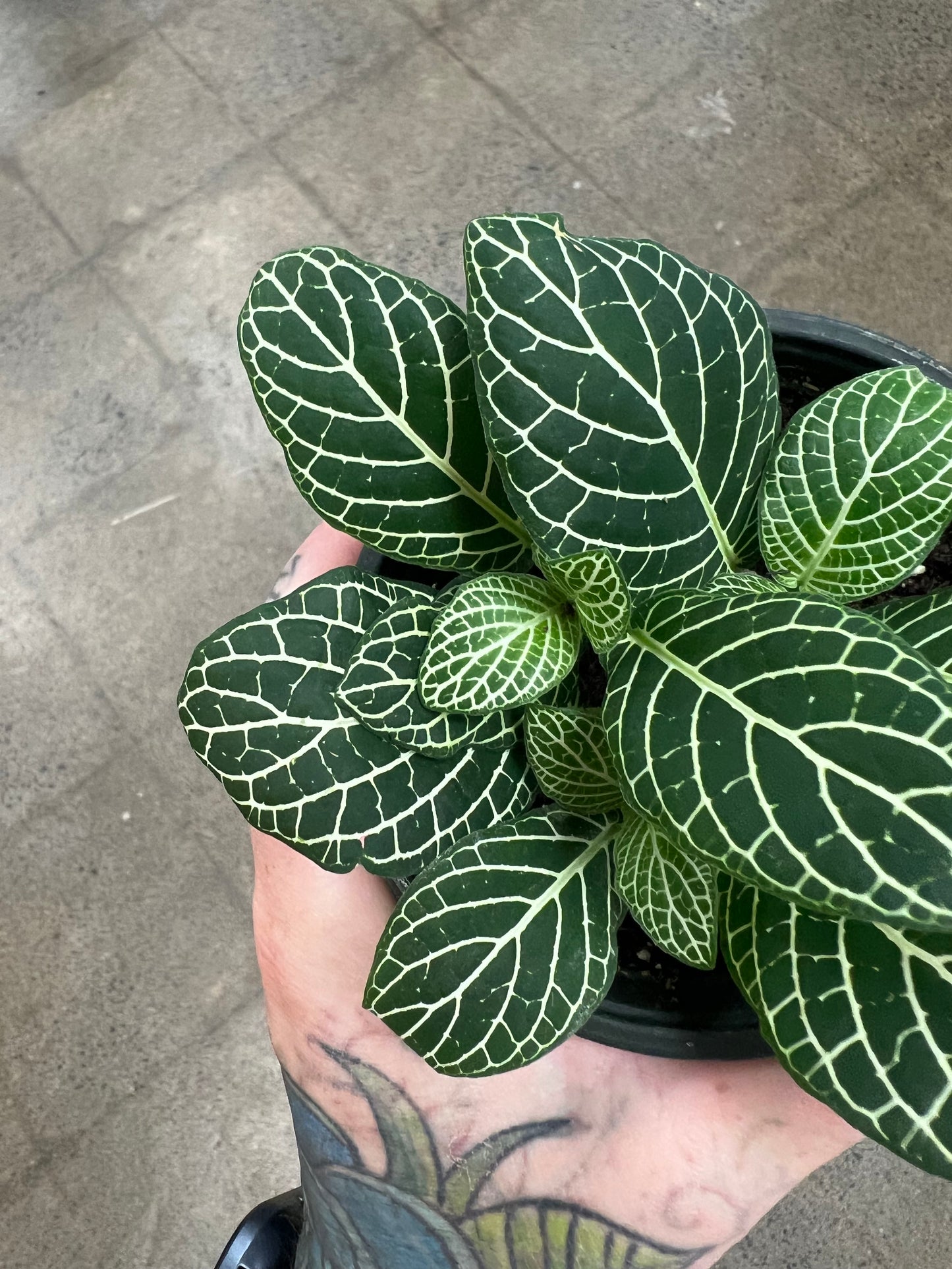 Fittonia Gigantea