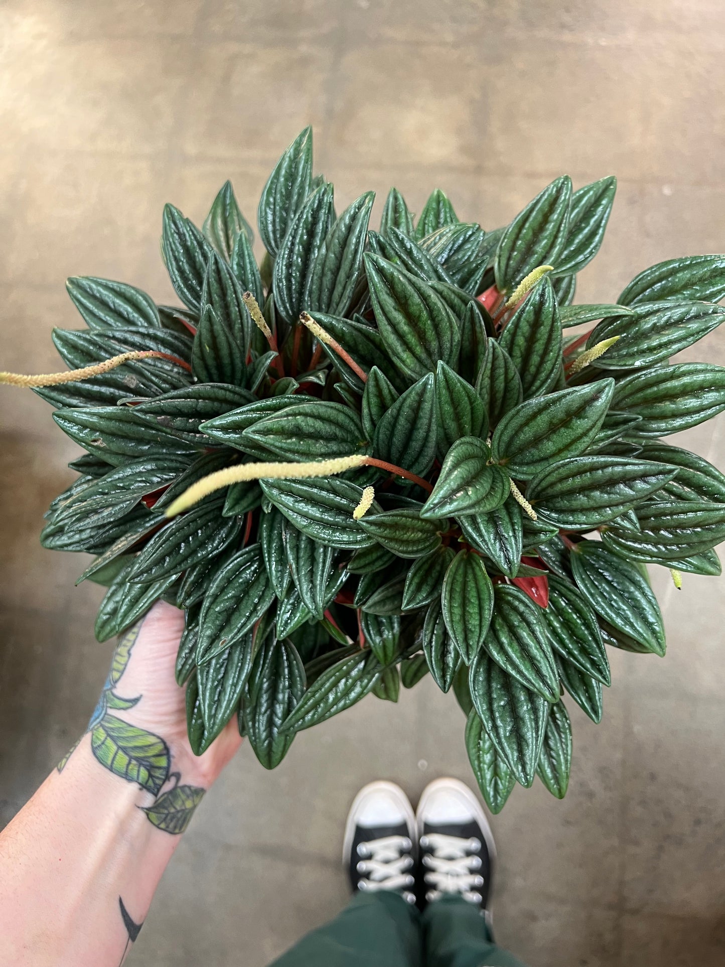 Peperomia Rosso