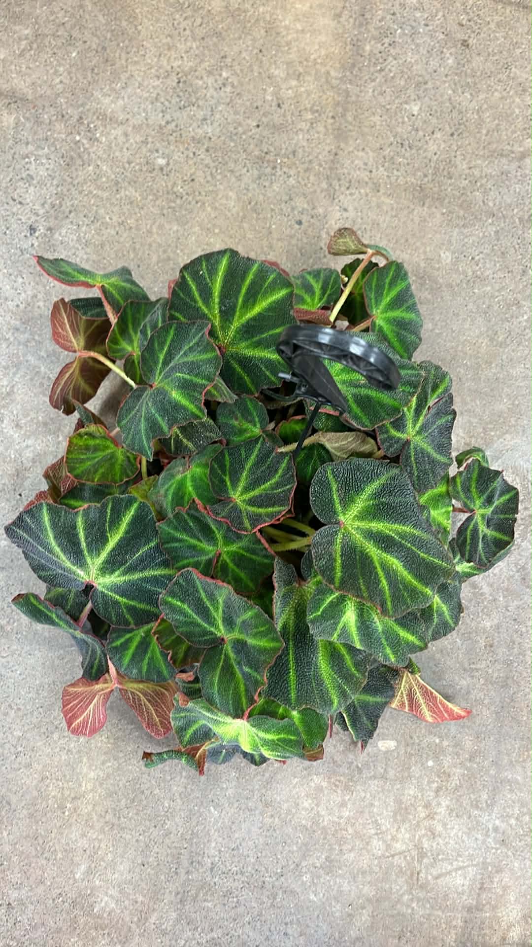 Bégonia Soli Mutata