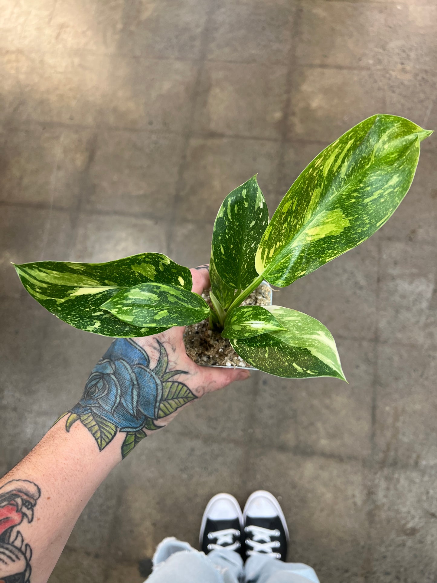 Philodendron Green Congo Nuclear