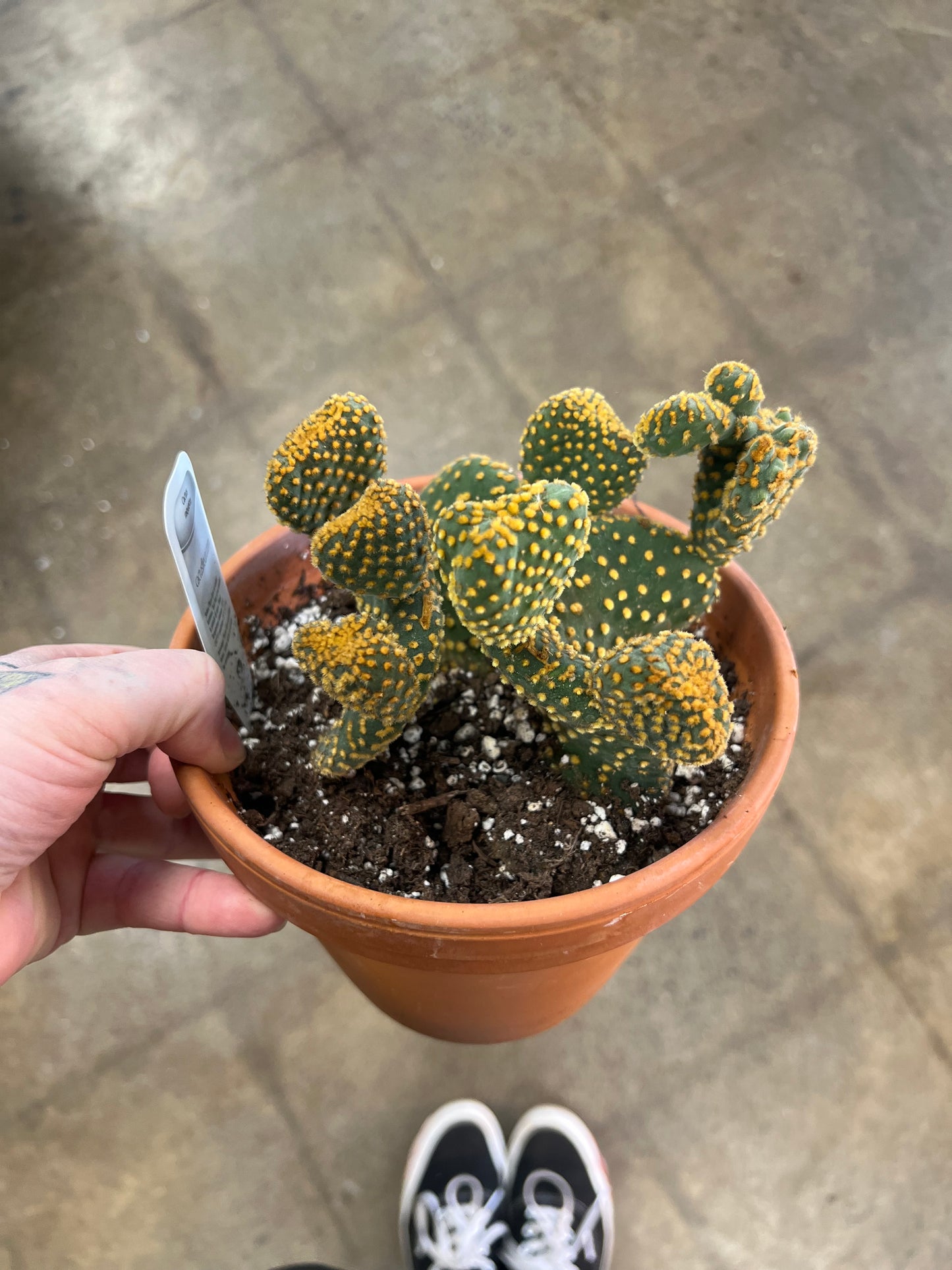 Cactus grès