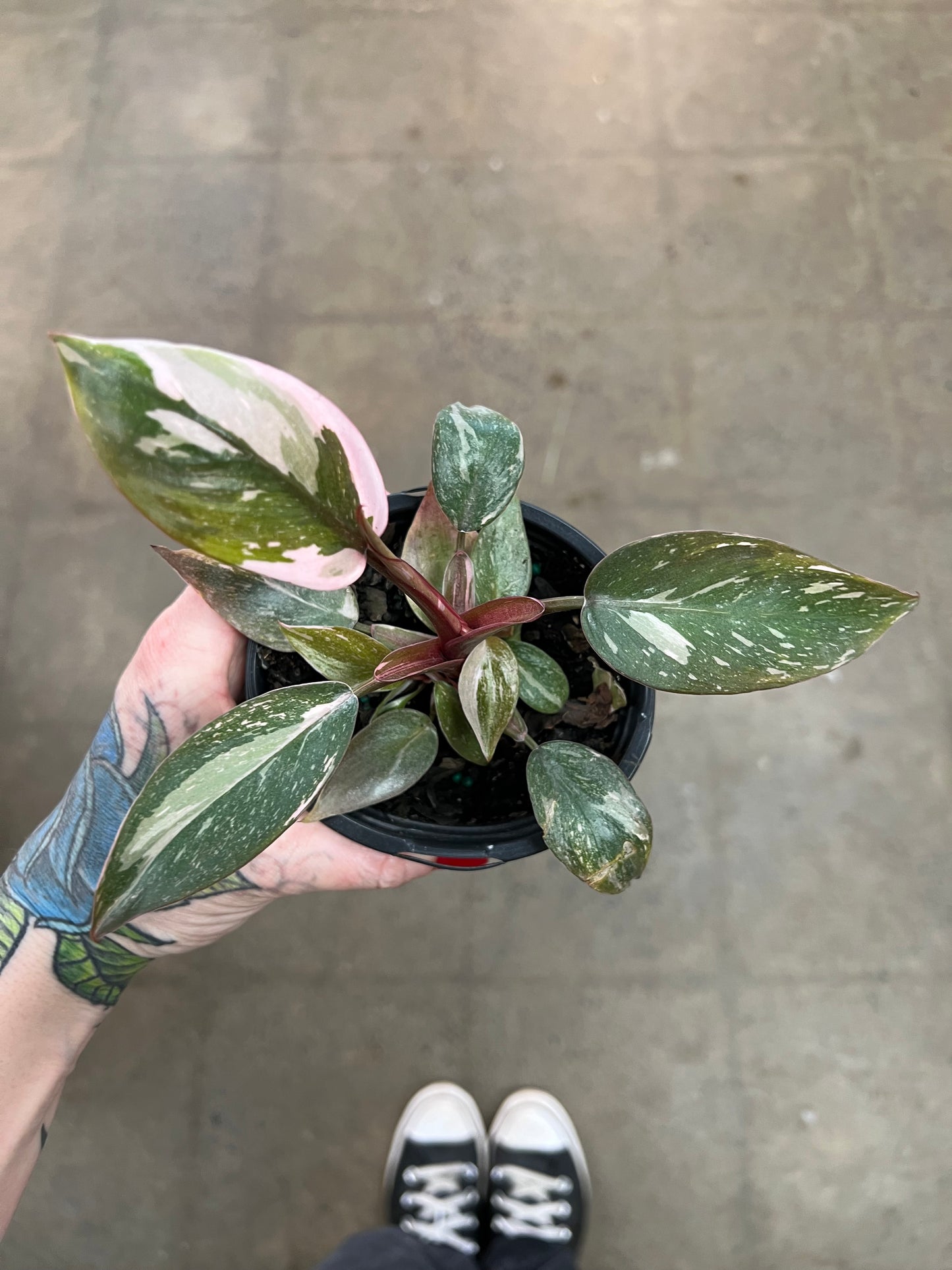 Philodendron Pink Princess