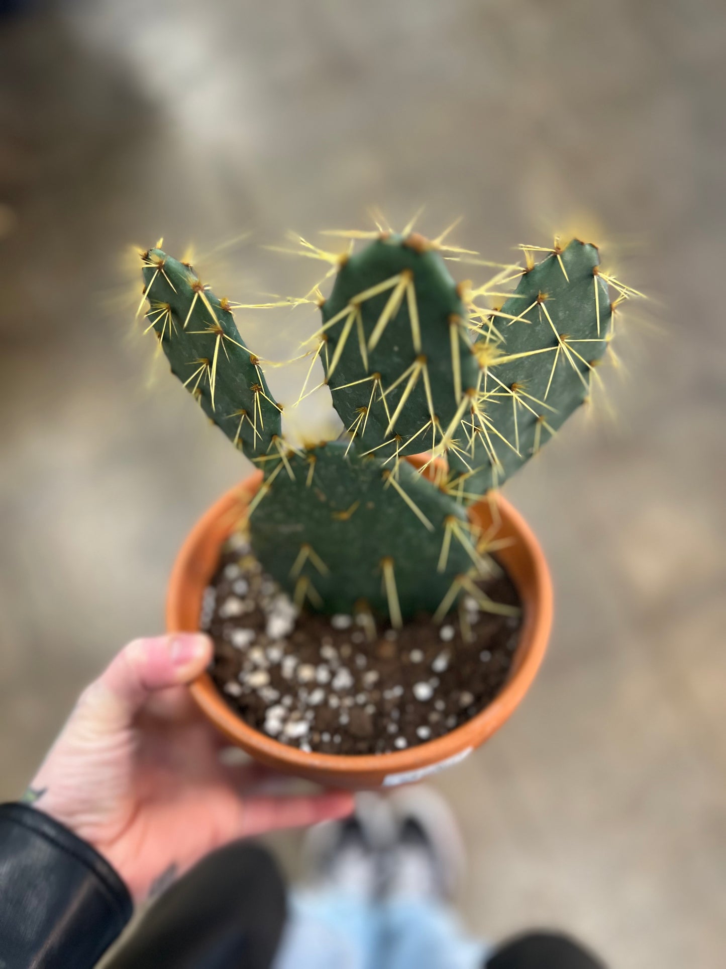 Cactus grès