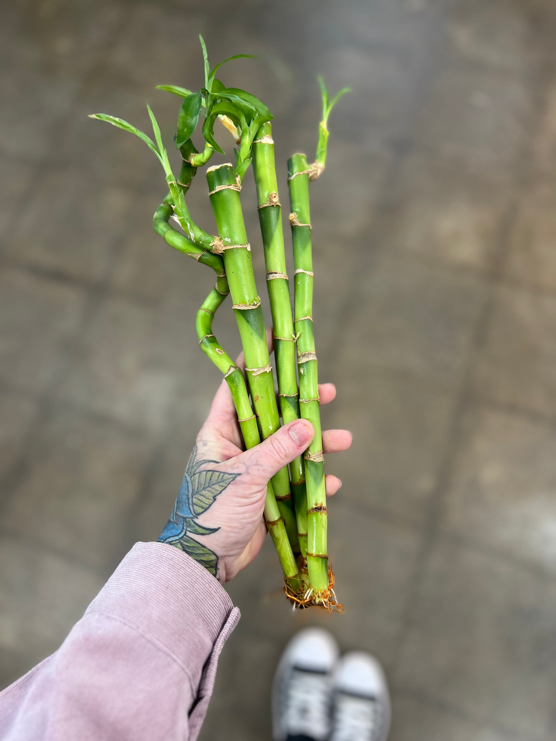 lucky bamboo entretien Lucky Bambou Petit – jungleroseinc