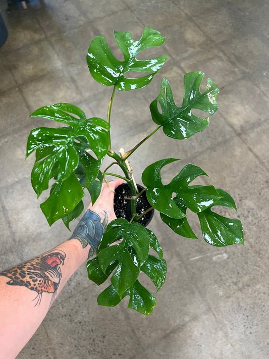 Philodendron Minima Split Leaf