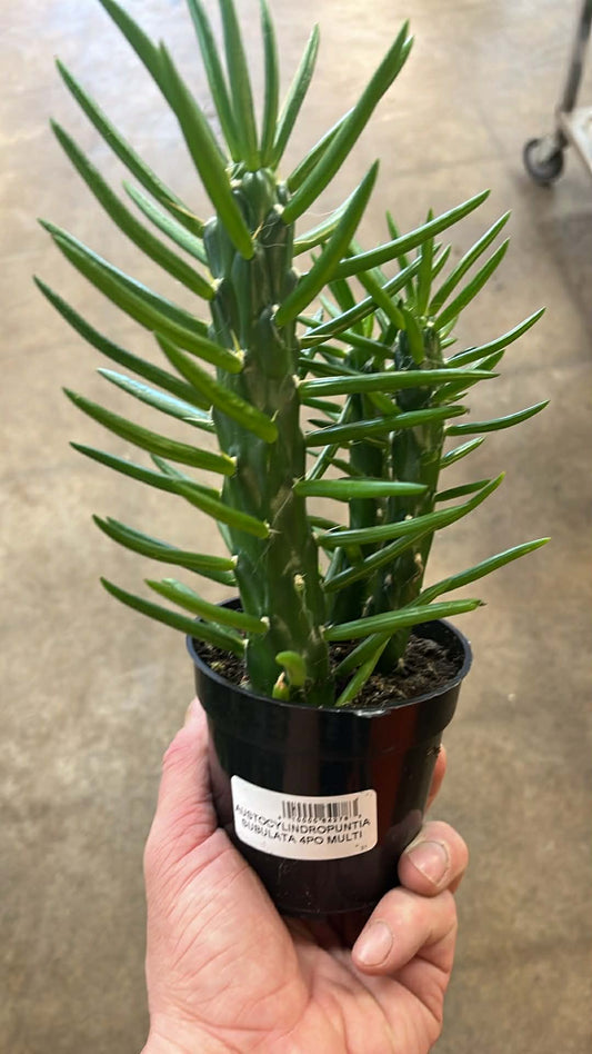 Austrocylindropuntia subulata