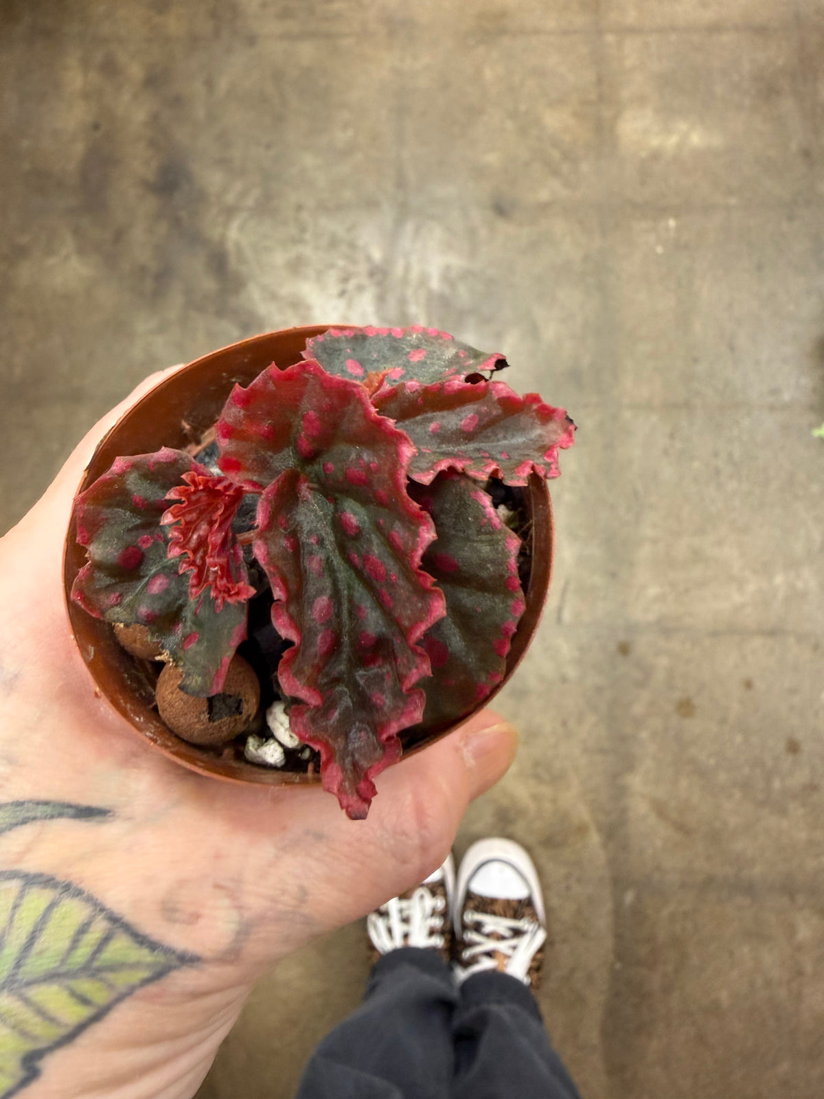 Bégonia Darthvaderiana × Negrosensis