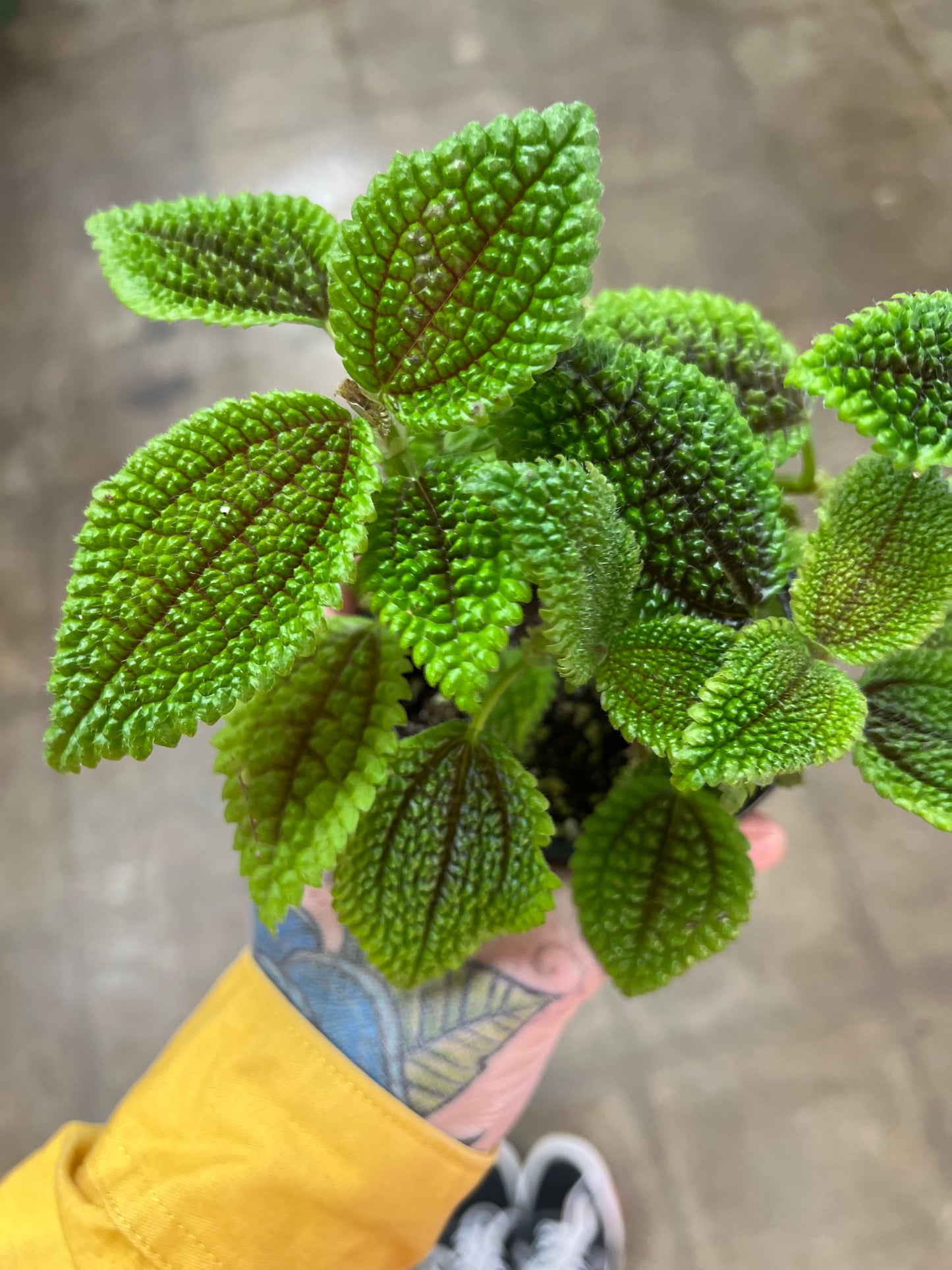 Pilea Moon Valley