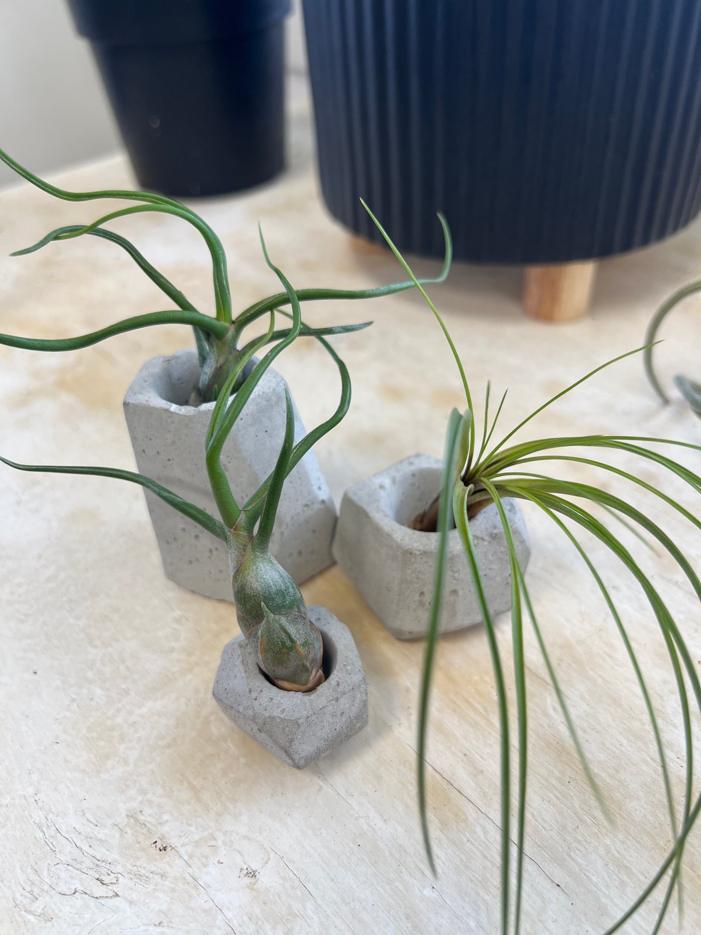 Tillandsia Asst