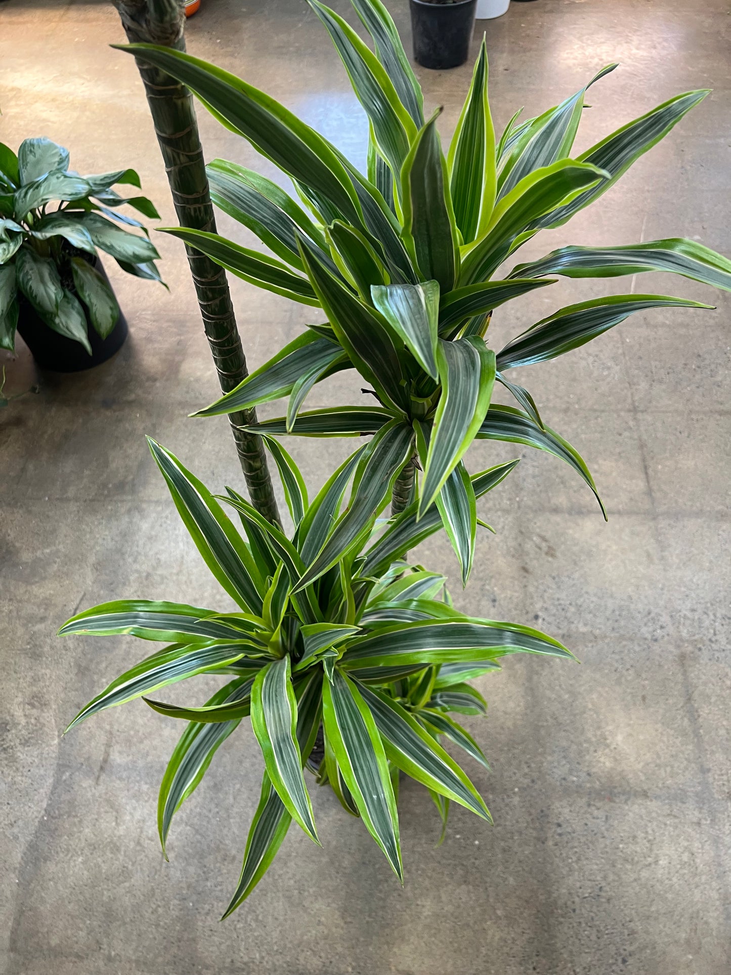 Dracaena Warneckii Lemon Lime 4'3'2'1