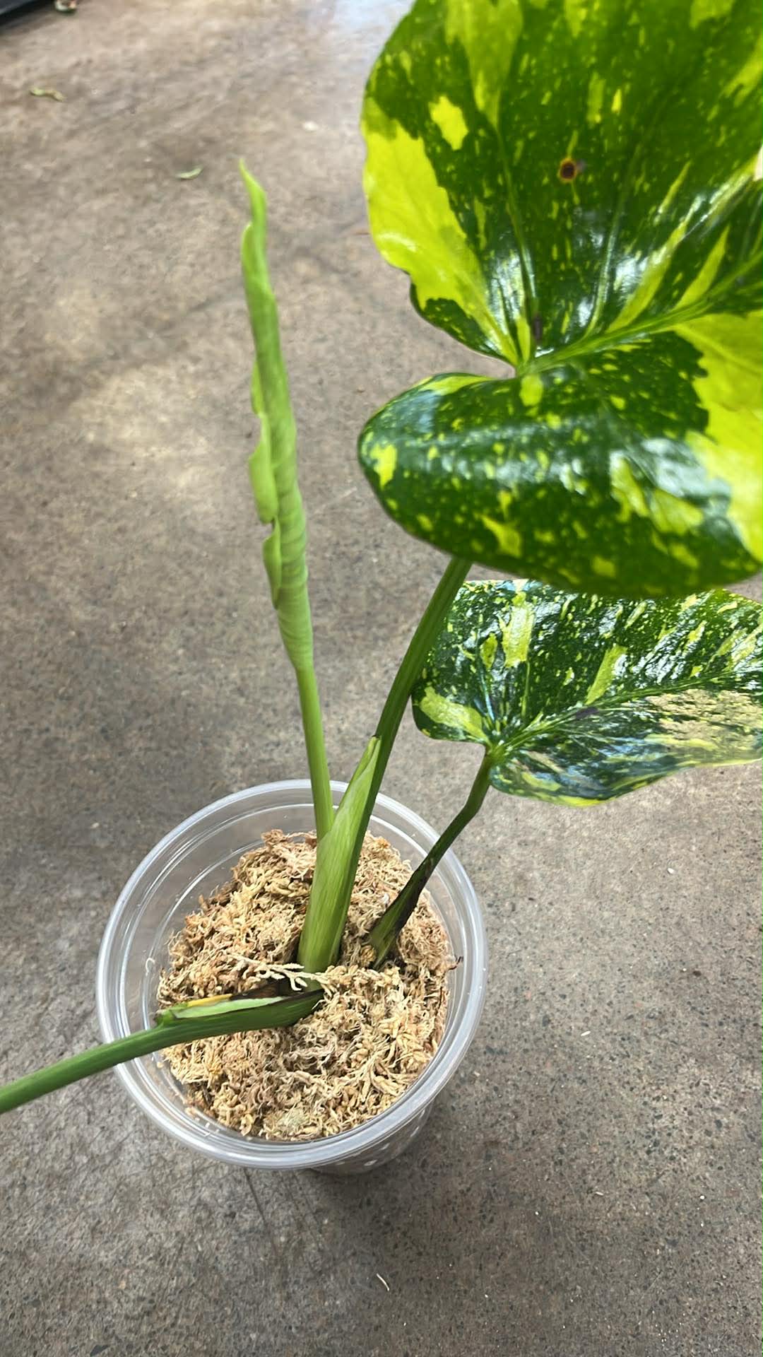 Monstera Electrolyte
