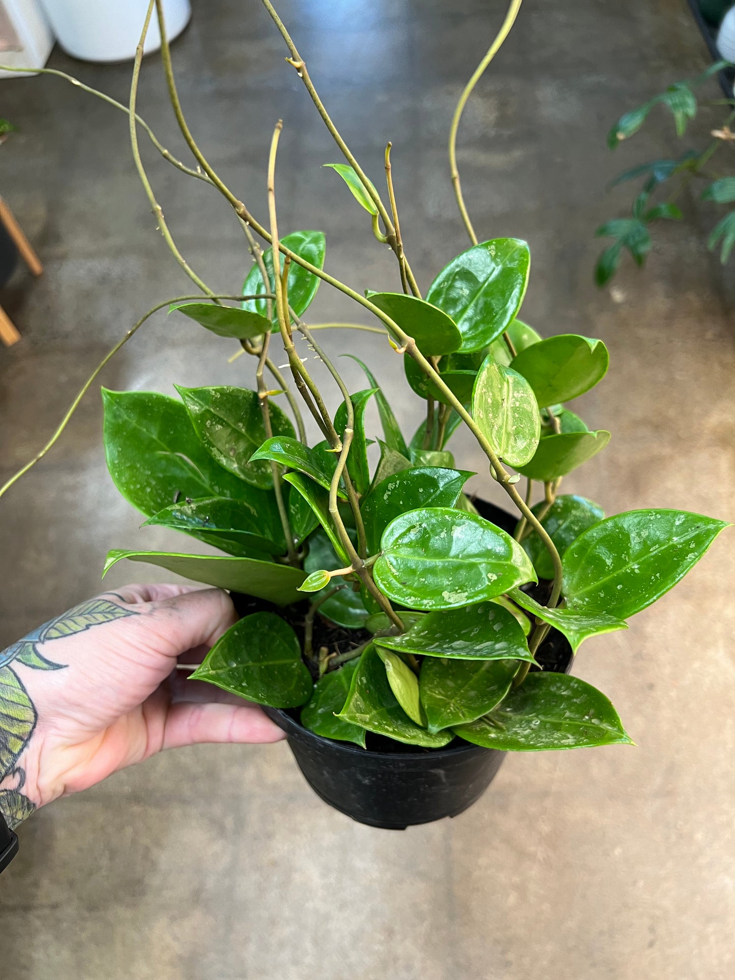 Hoya Parasitica Splash