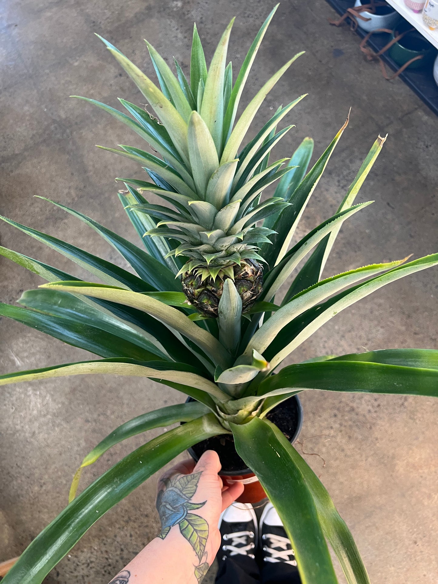 Ananas