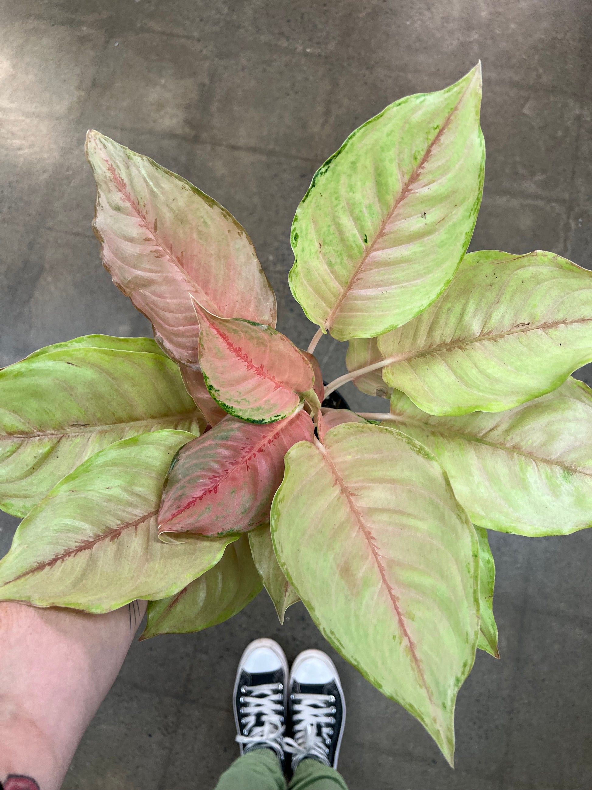 aglaonema unicorn Aglaonema Unicorn