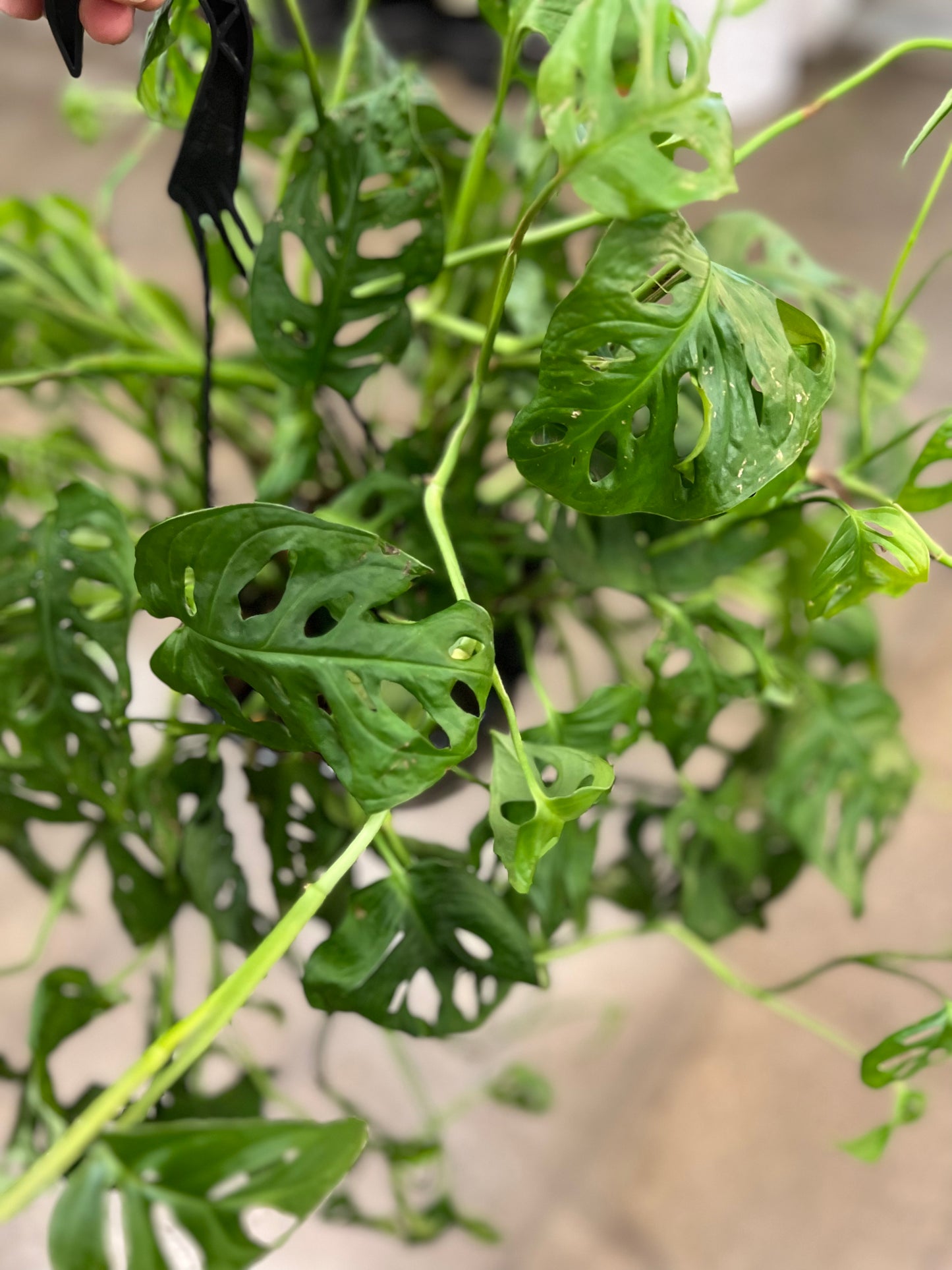 Philodendron Swiss Cheese jungleroseinc