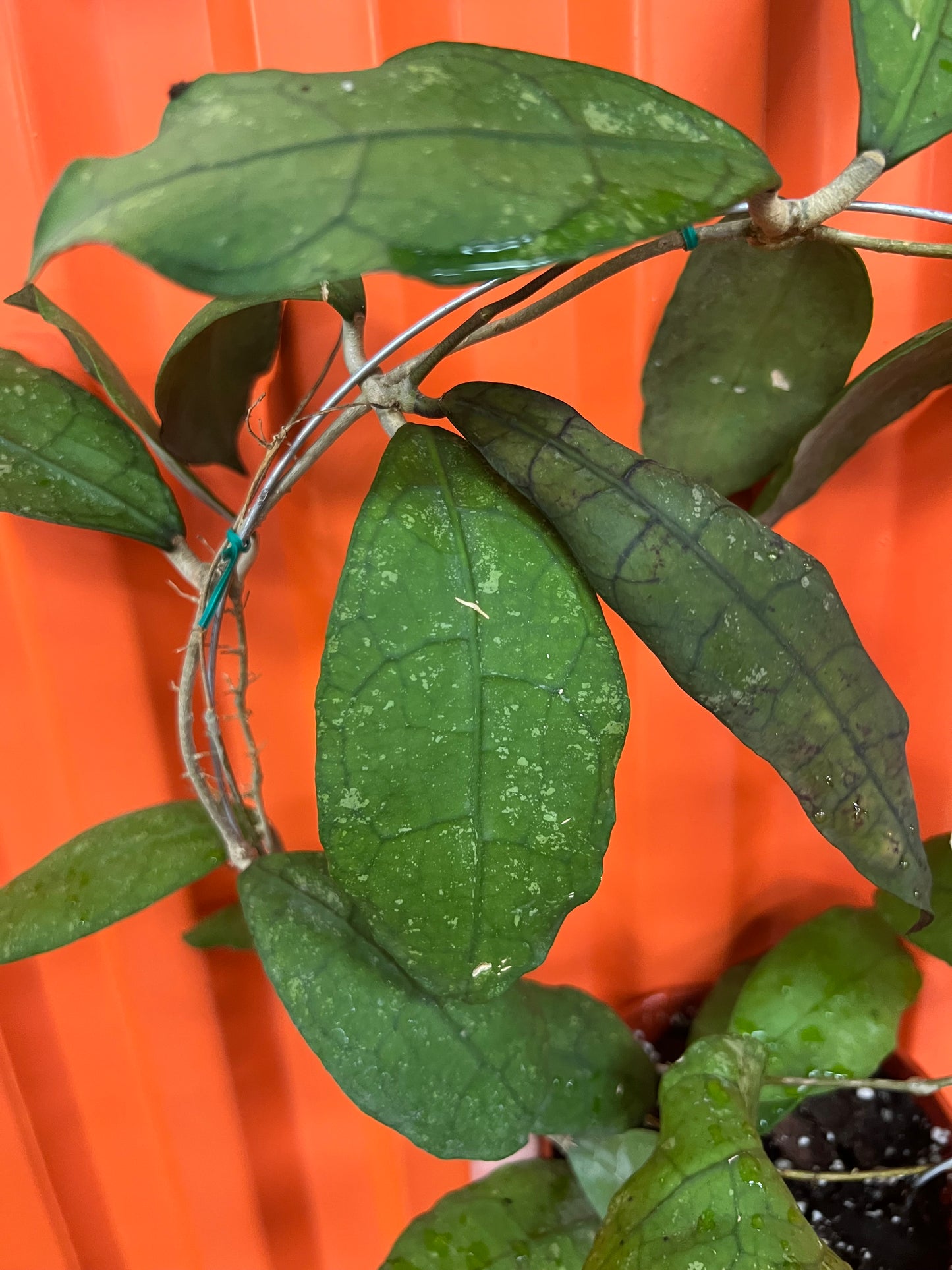 Hoya SP. Lata Iskandar