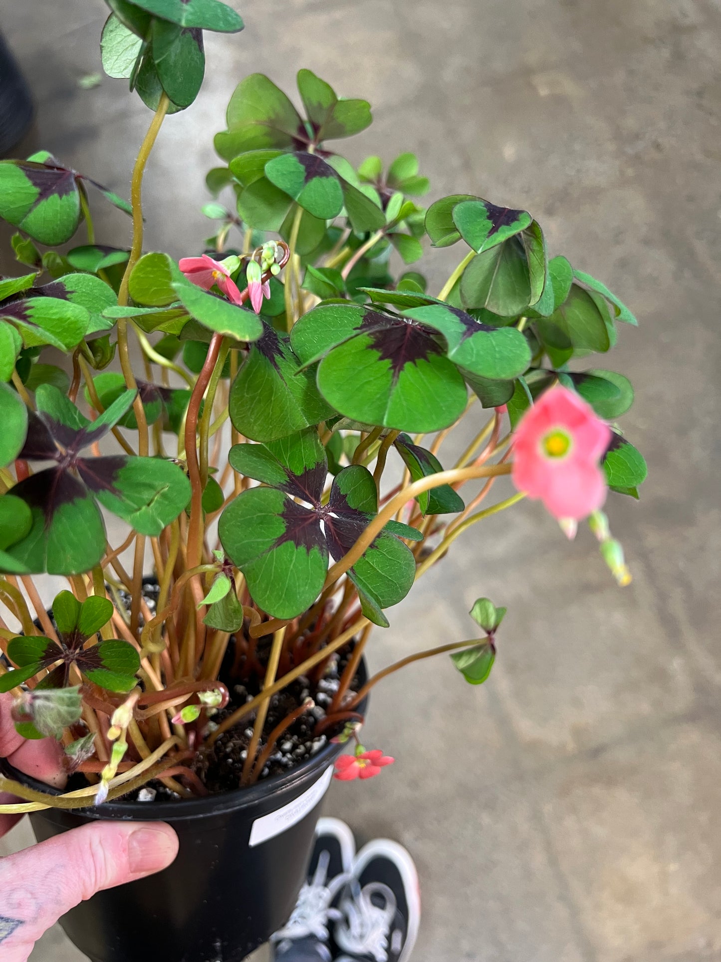 Oxalis Iron Cross