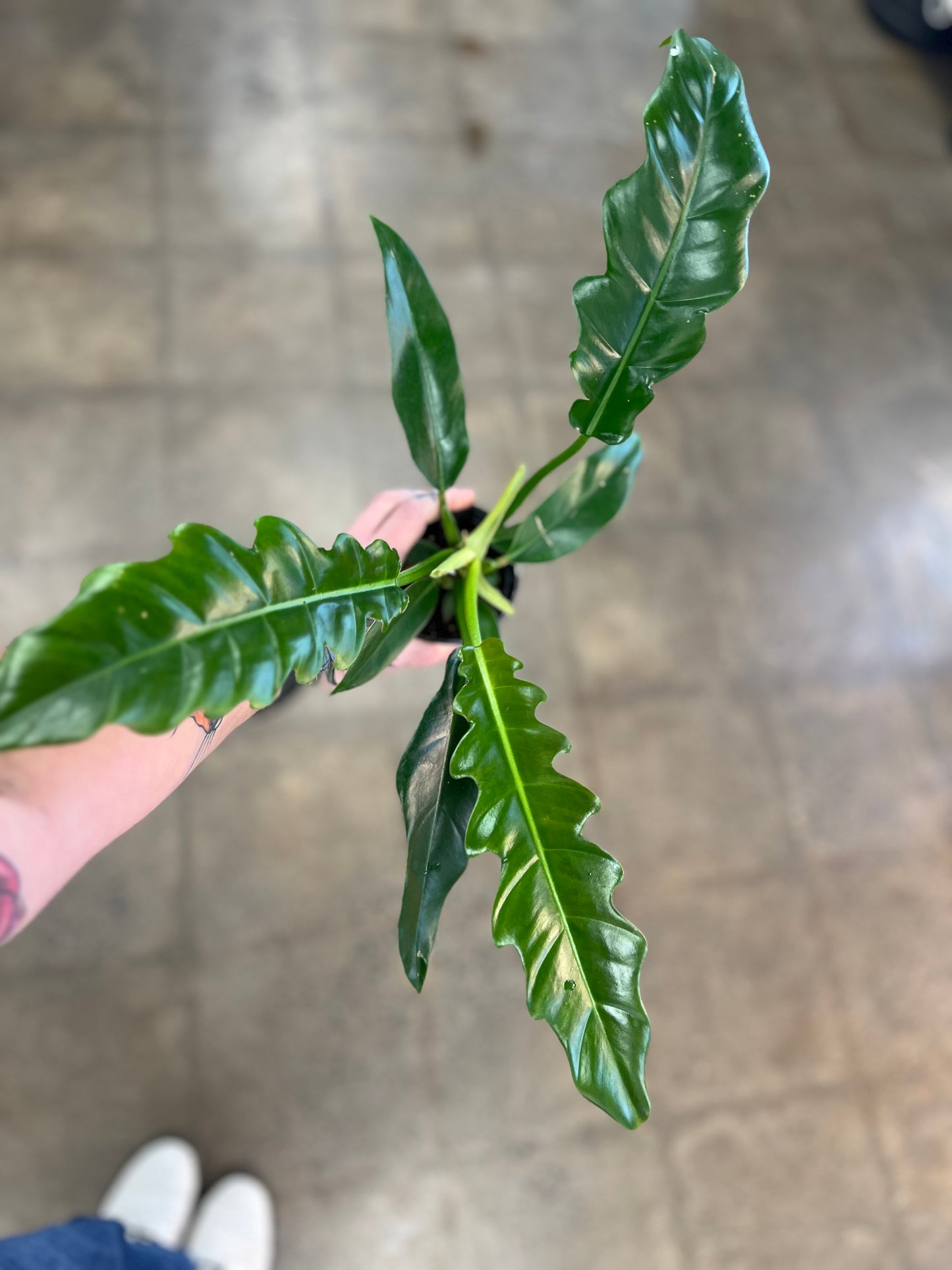 Philodendron Narrow