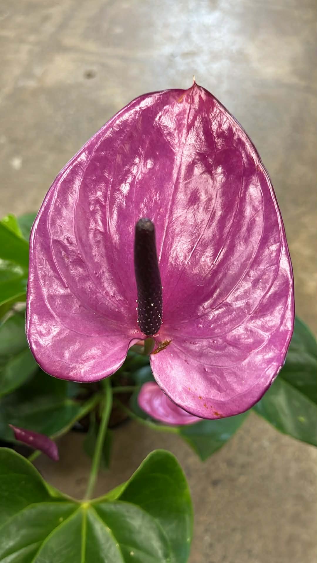 Anthurium Andreanum Violet
