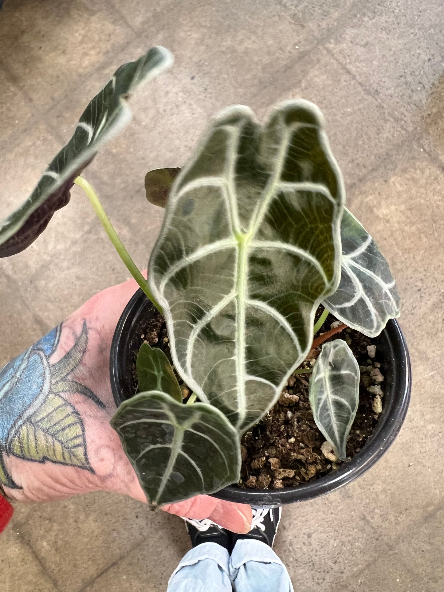 Alocasia Watsoniana