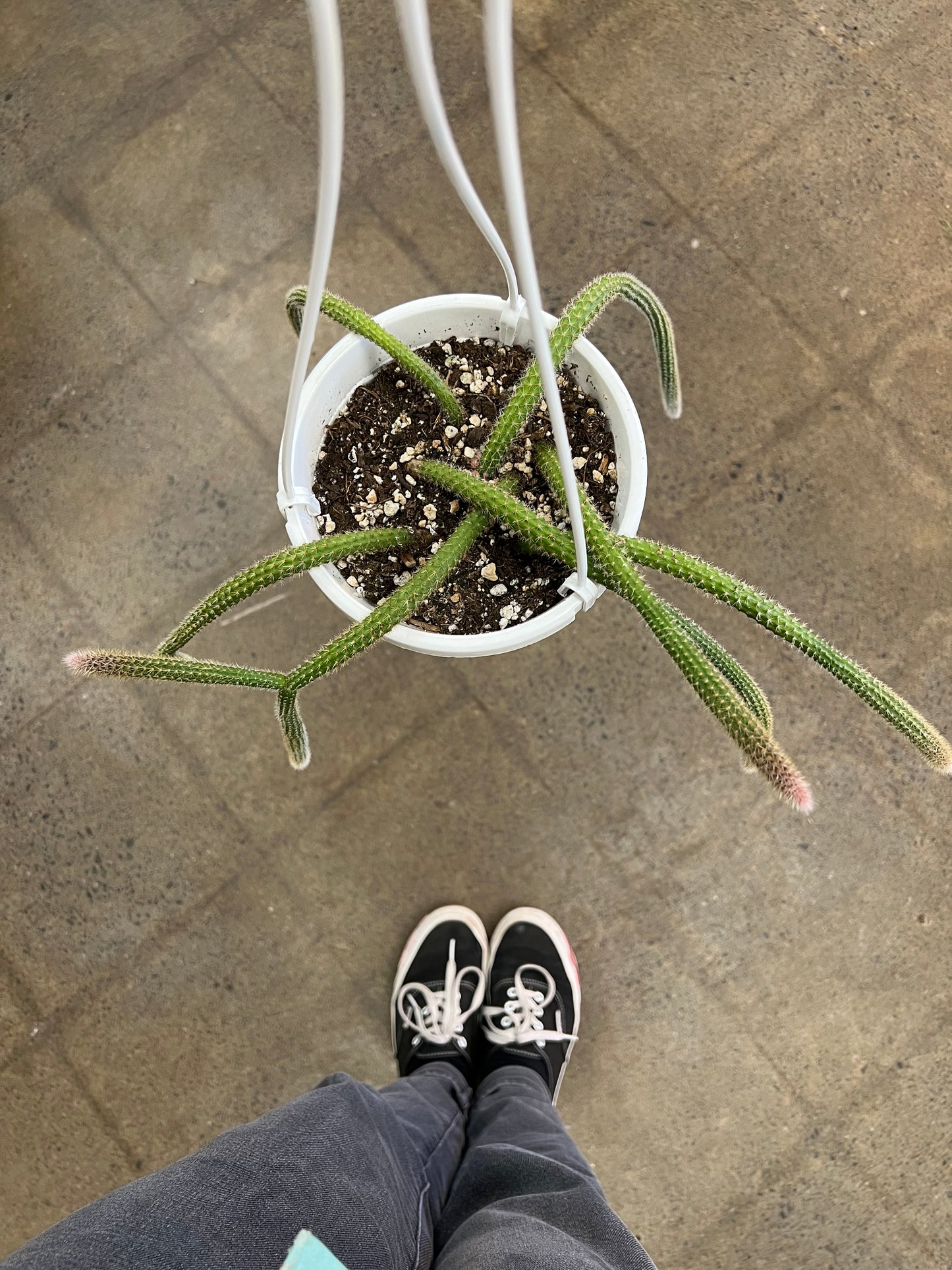 Cactus Rattail