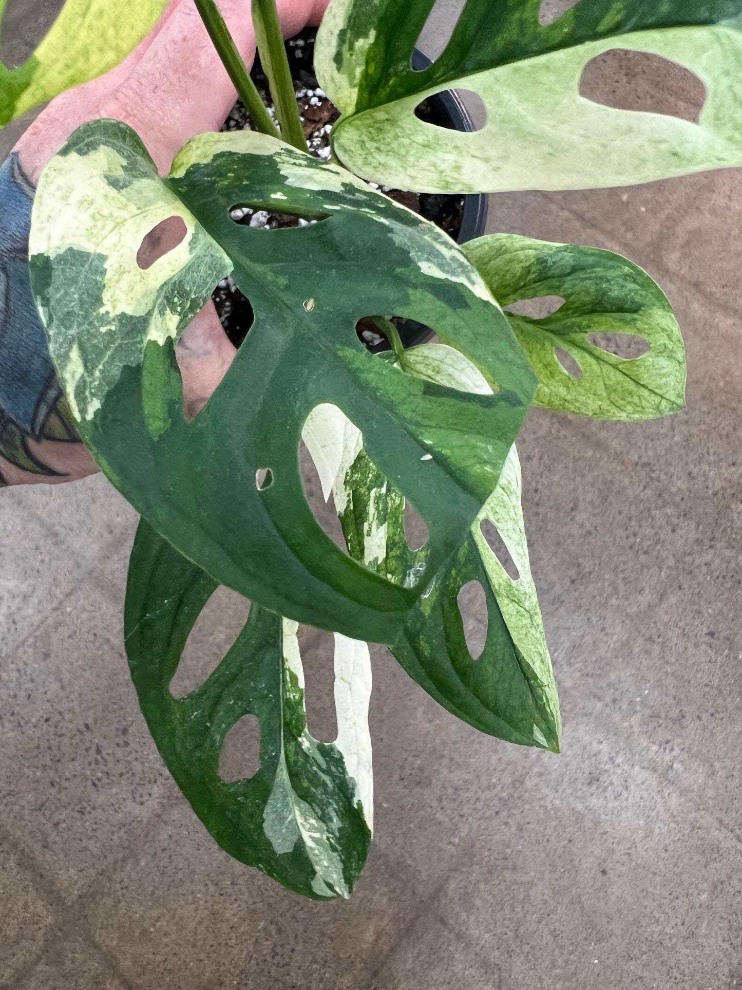 Monstera Adansonii Variegated