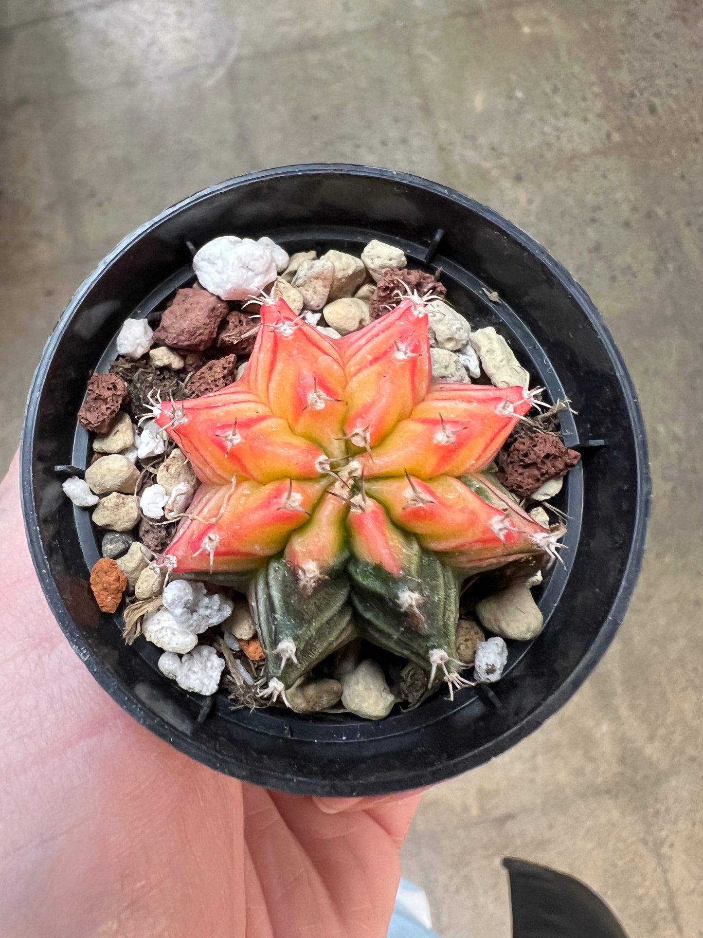 Gymnocalycium Mihanovichii Panaché