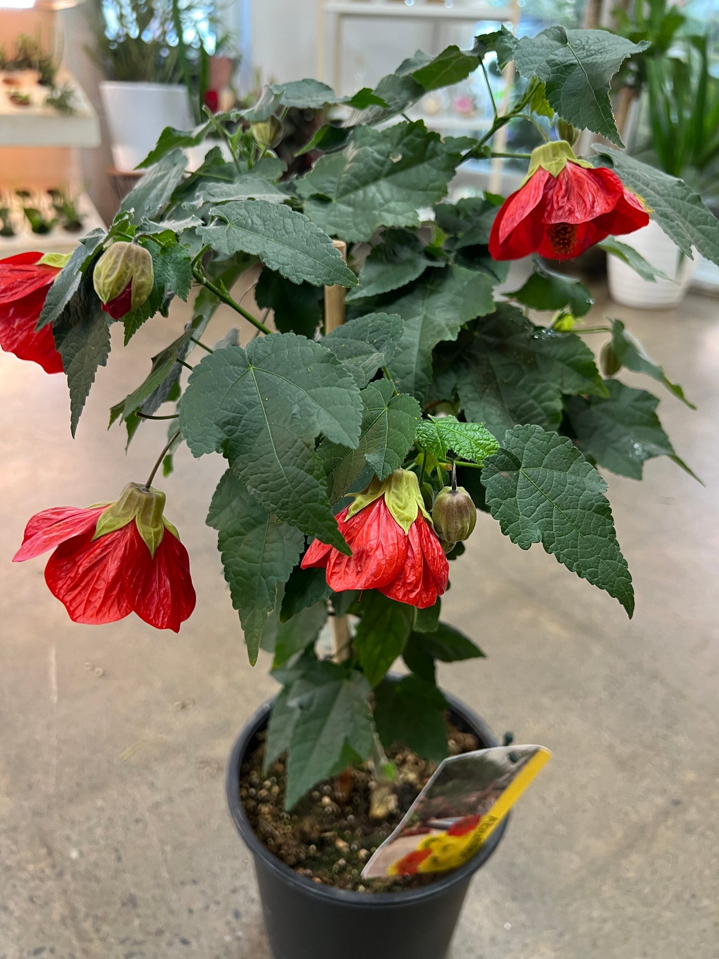 Abutilon