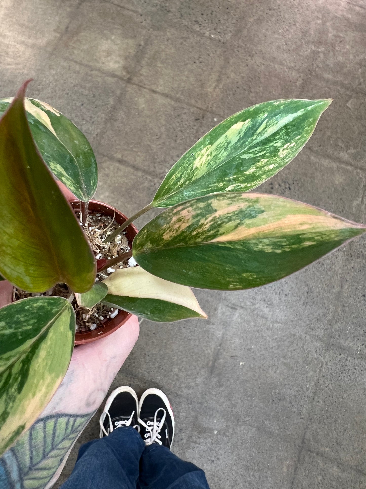 Philodendron Red Congo Variegated