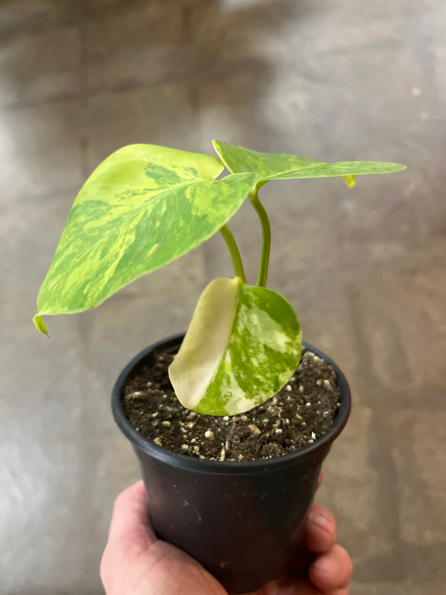 Monstera Yellow Marilyn #3