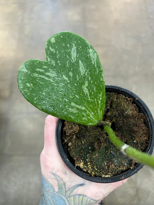 Hoya Kerri Splash