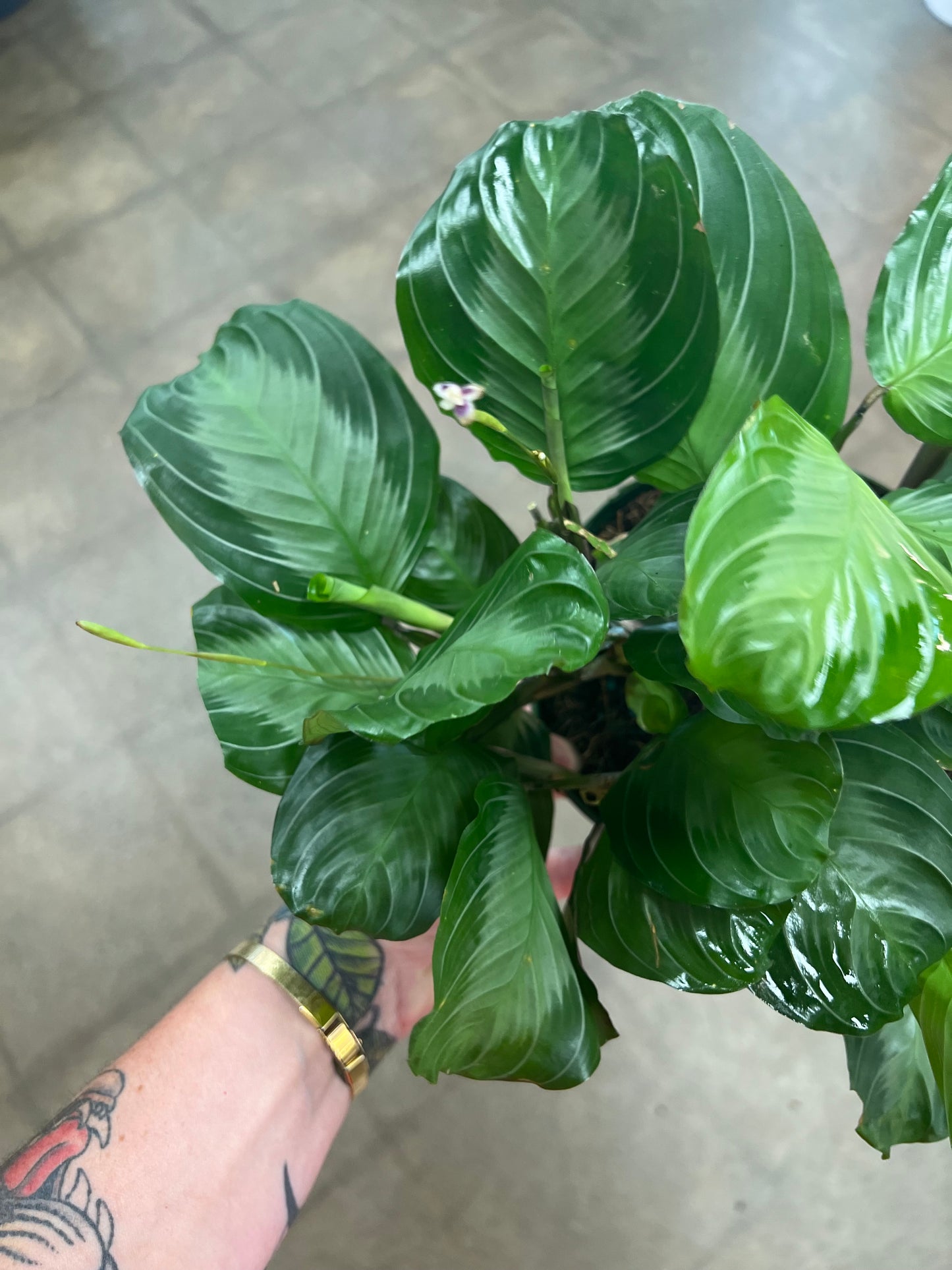 Maranta Silver Band