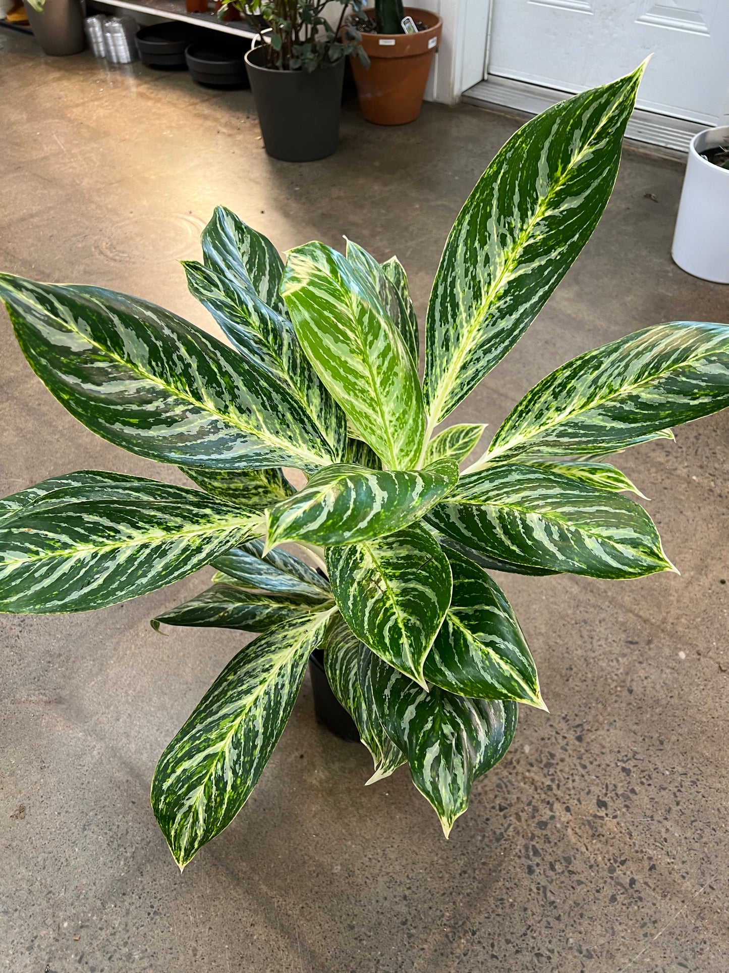 Aglaonema Golden Madonna