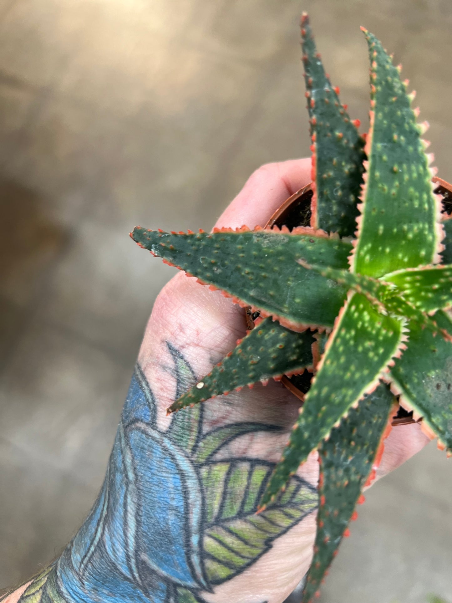 Aloe Christmas Carol