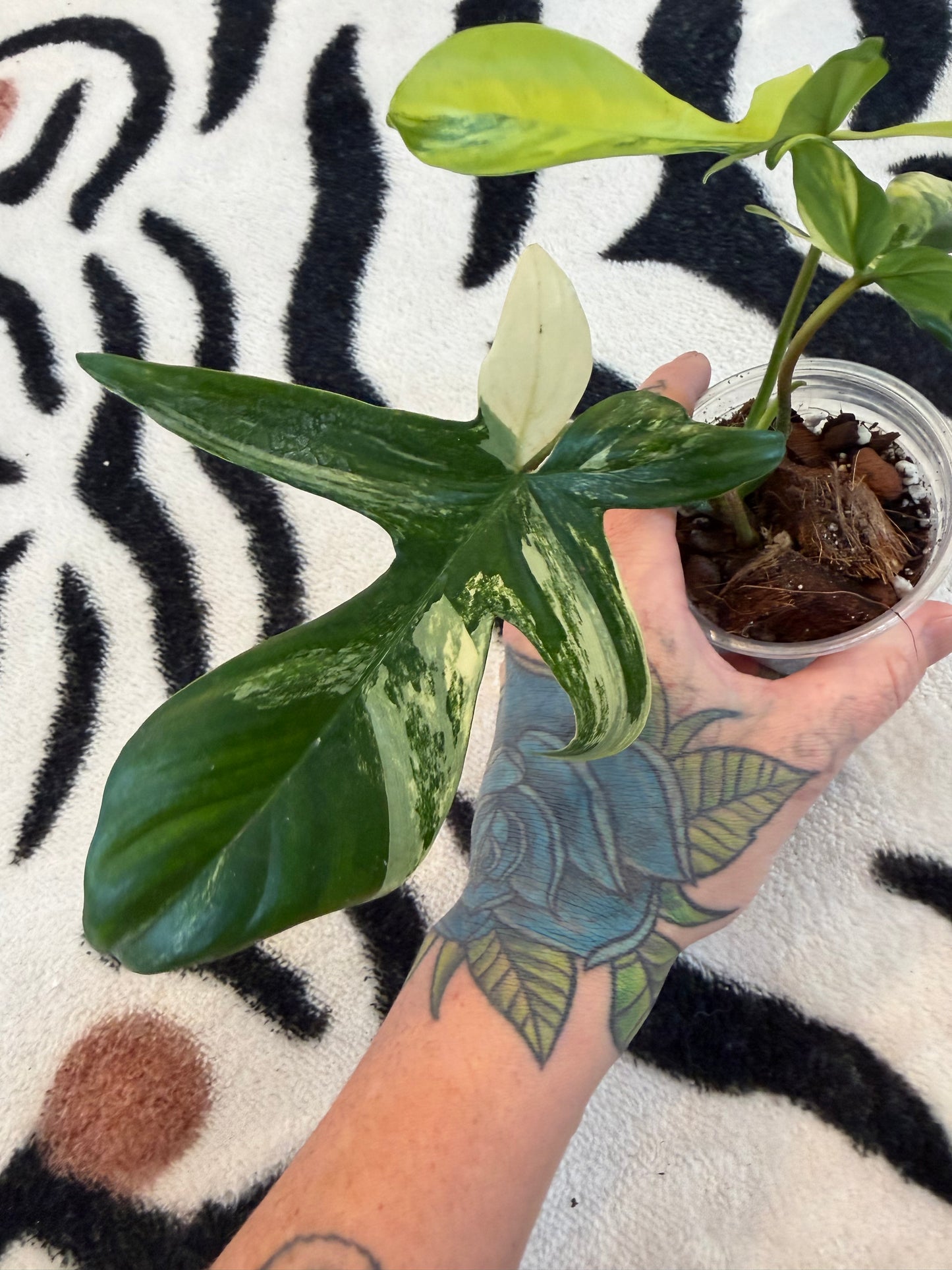 Philodendron Florida Beauty Variegated  Small #2