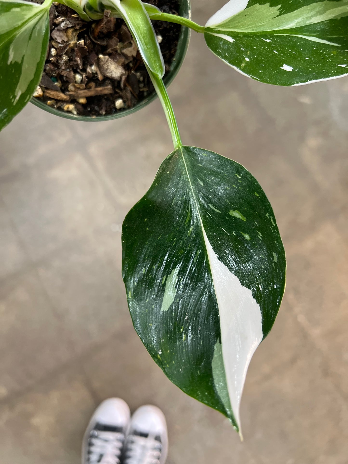 Philodendron White Wizard