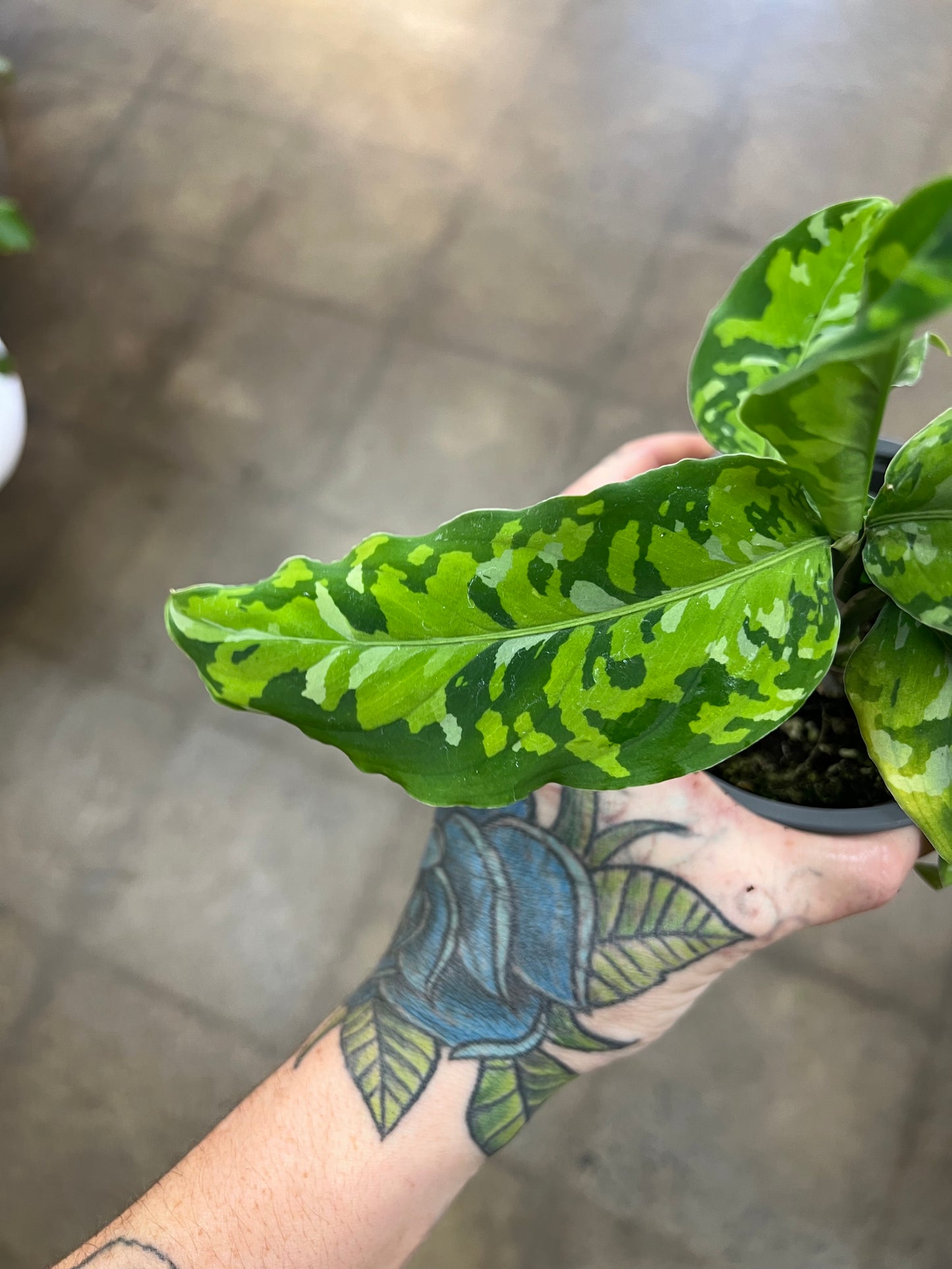 Aglaonema Pictum Tricolor