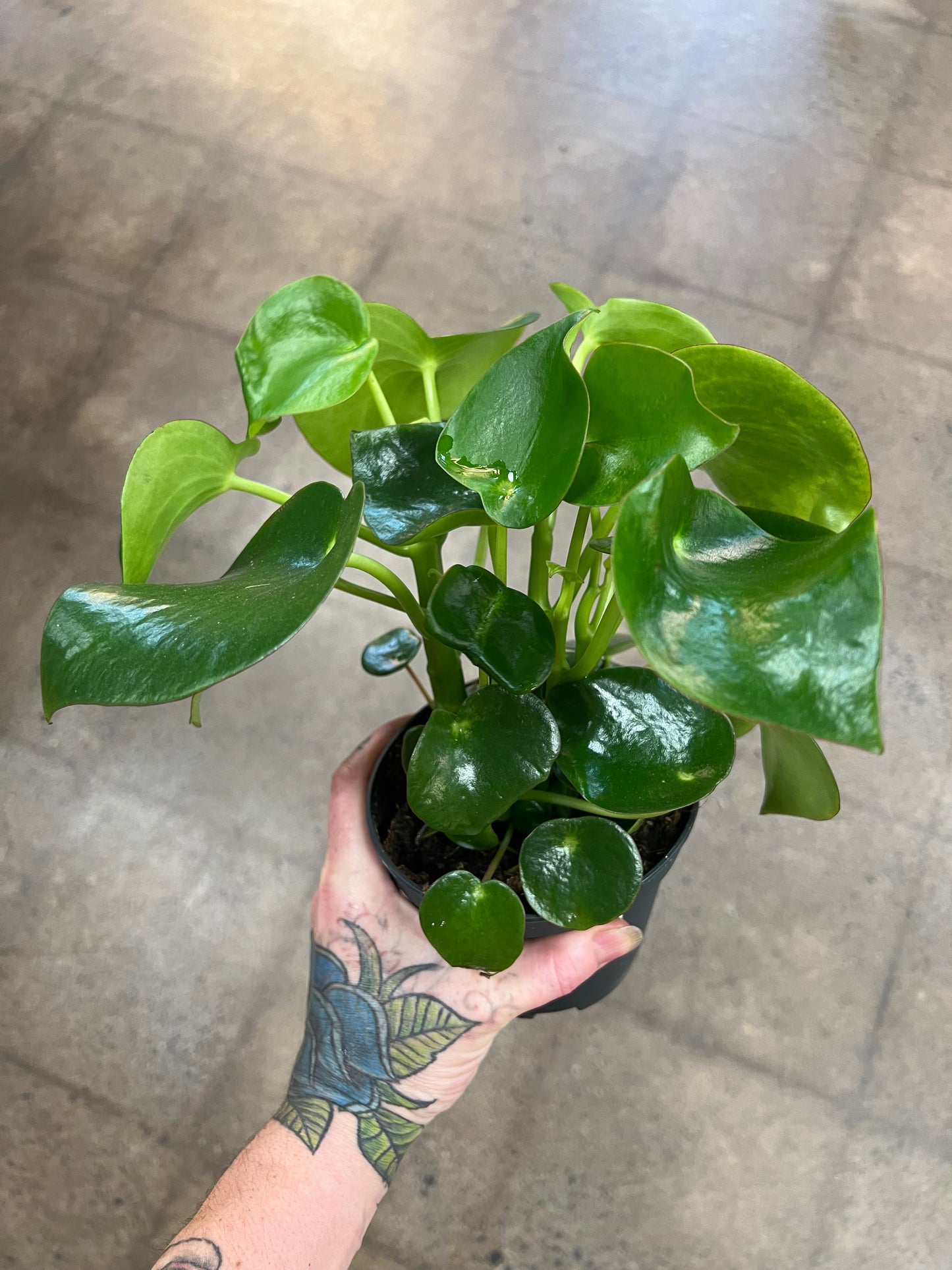 Peperomia Raindrop