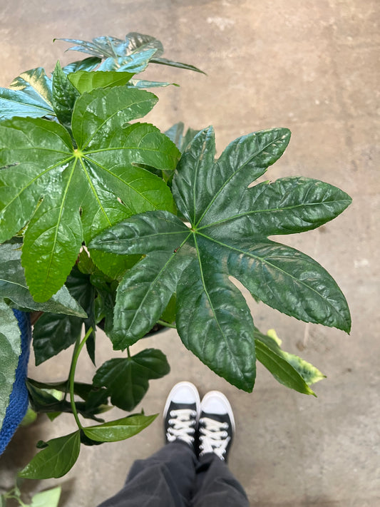 Fatsia Japonica